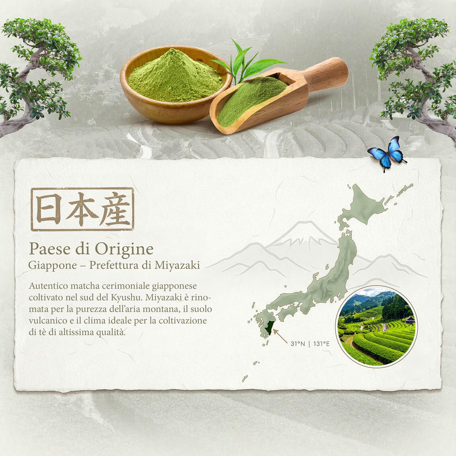 Mary Rose Matcha Cerimoniale Tenno 30g – Qualità Imperiale dal Giappone