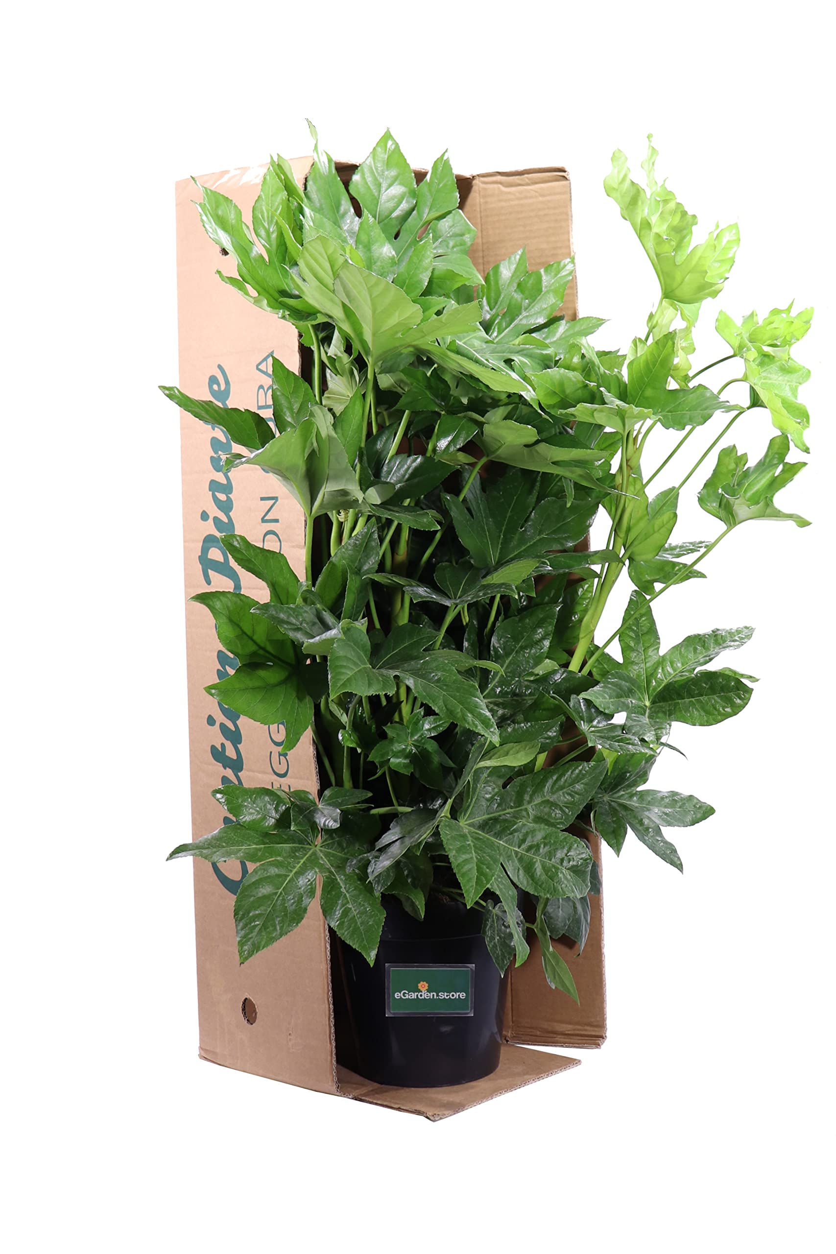 Pianta vera di Fatsia Japonica o Aralia ornamentale da arredo interno o esterno venduta da eGarden.store