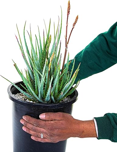 Miniatura 2 de The Cactus Outlet Aloe Blue Elf