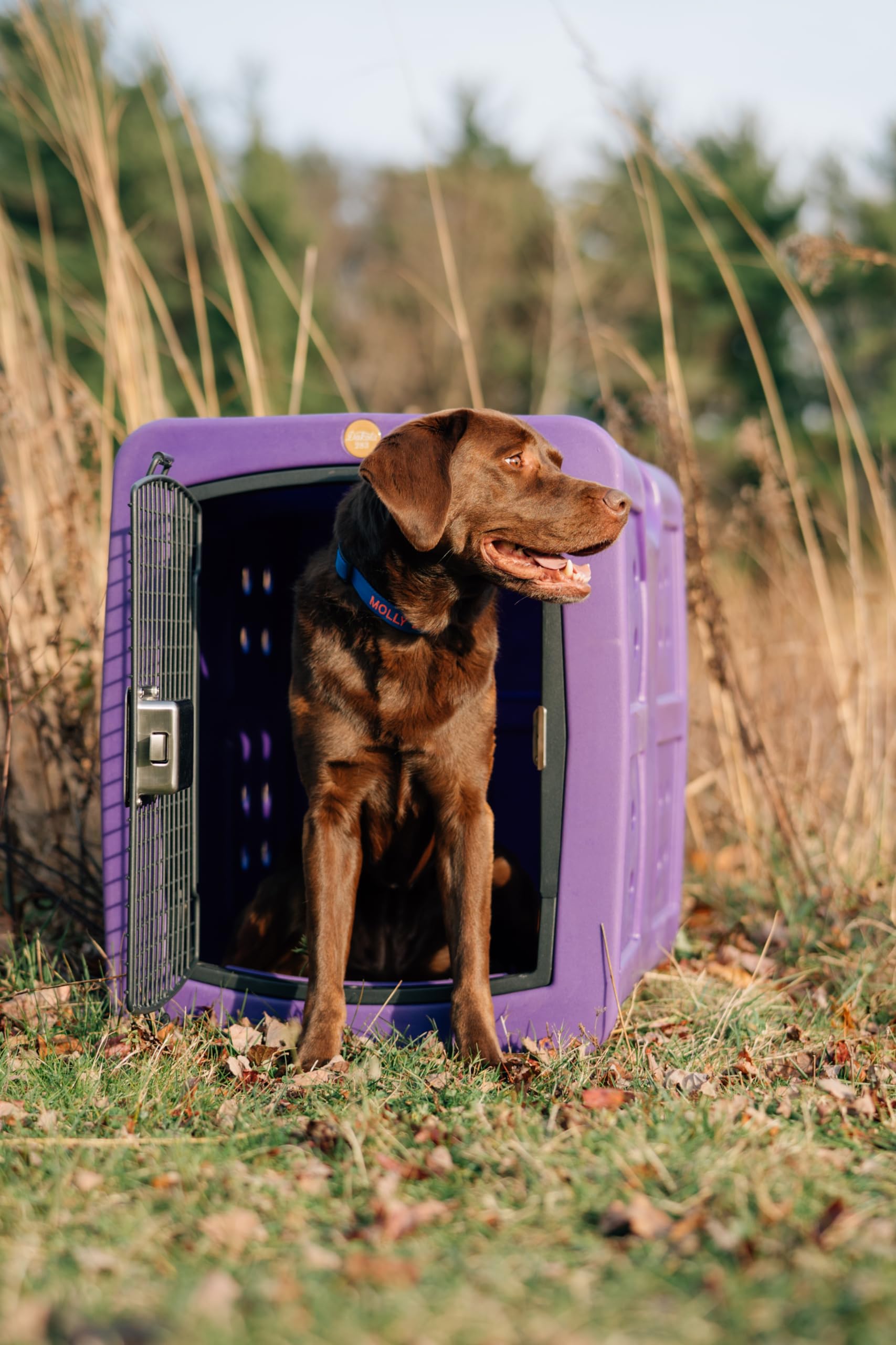 DOG DEPT コンテナ D2-CRATE-LG-COY.jpg