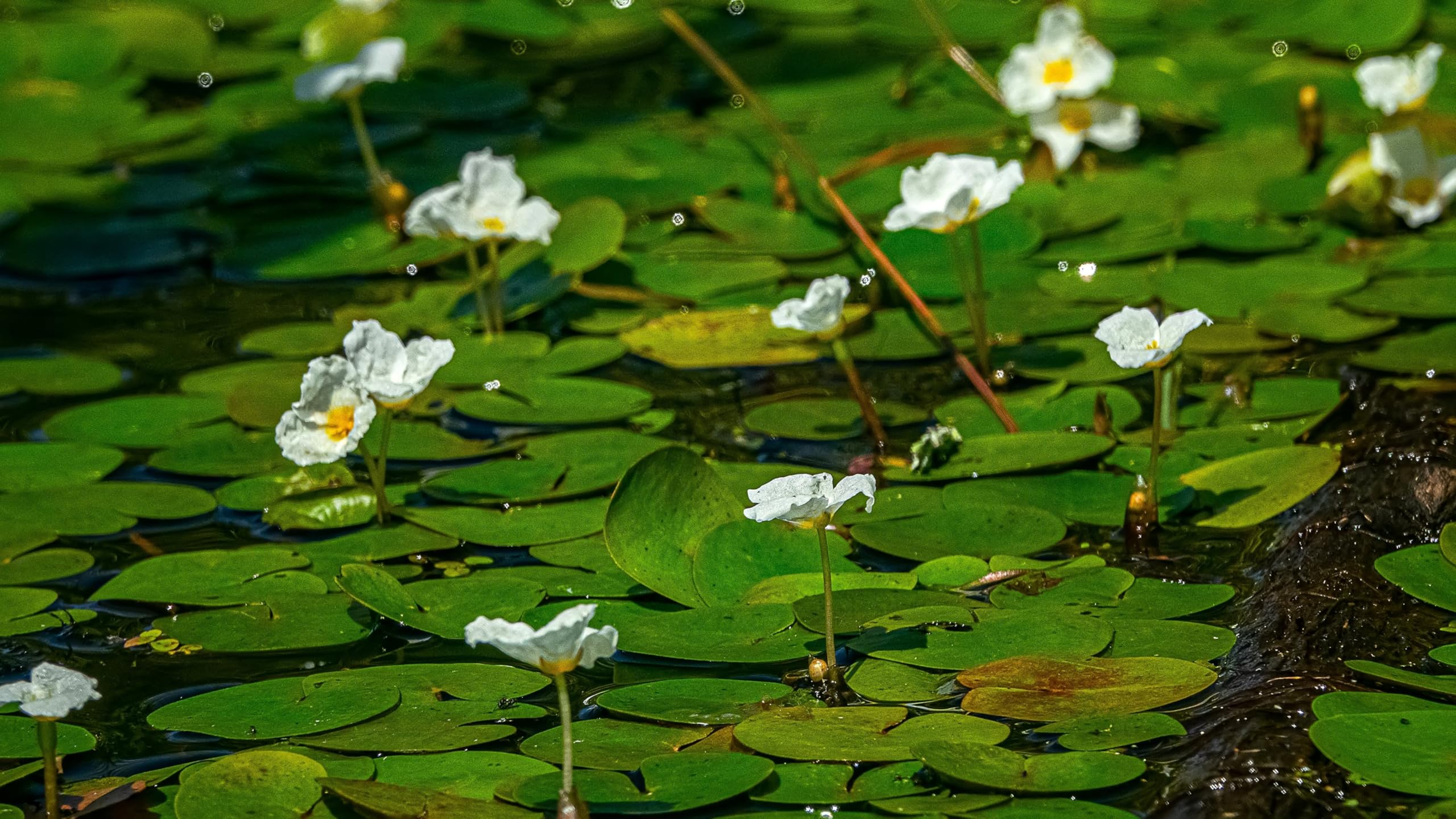Lincolnshire Pond Plants Ltd - Frogbit (Hydrocharis morsus-Ranae) - DF002-3 Plants