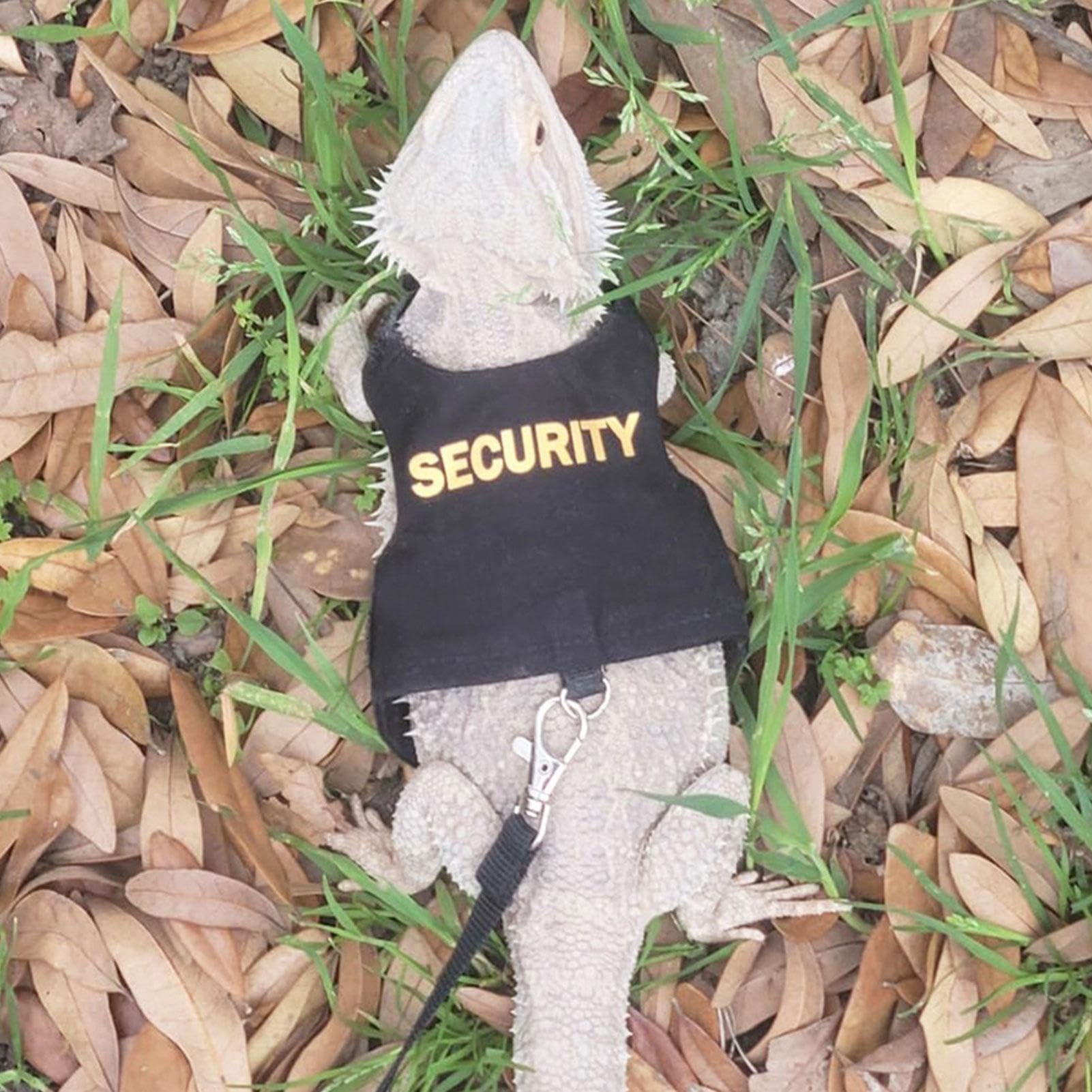 Pettorina E Guinzaglio Con Drago Barbuto, Regolabile In 3 Dimensioni, In Pelle, Per Lucertola, Imbracatura Flessibile Per Animali E Rettili, Per Addestramento Di Draghi Barbuti, Rettili E Anfibi - 4