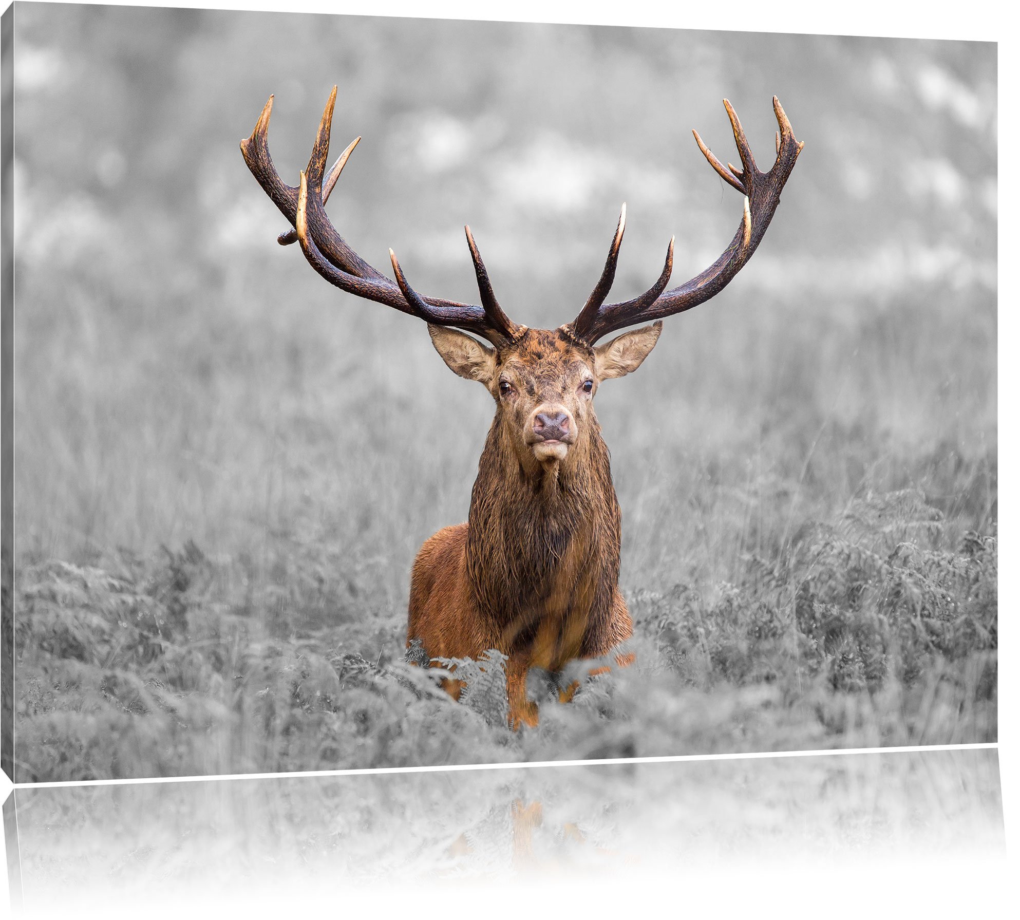 Art toile cerfs dans le domaine 80x60cm Pixxprint impression XXL