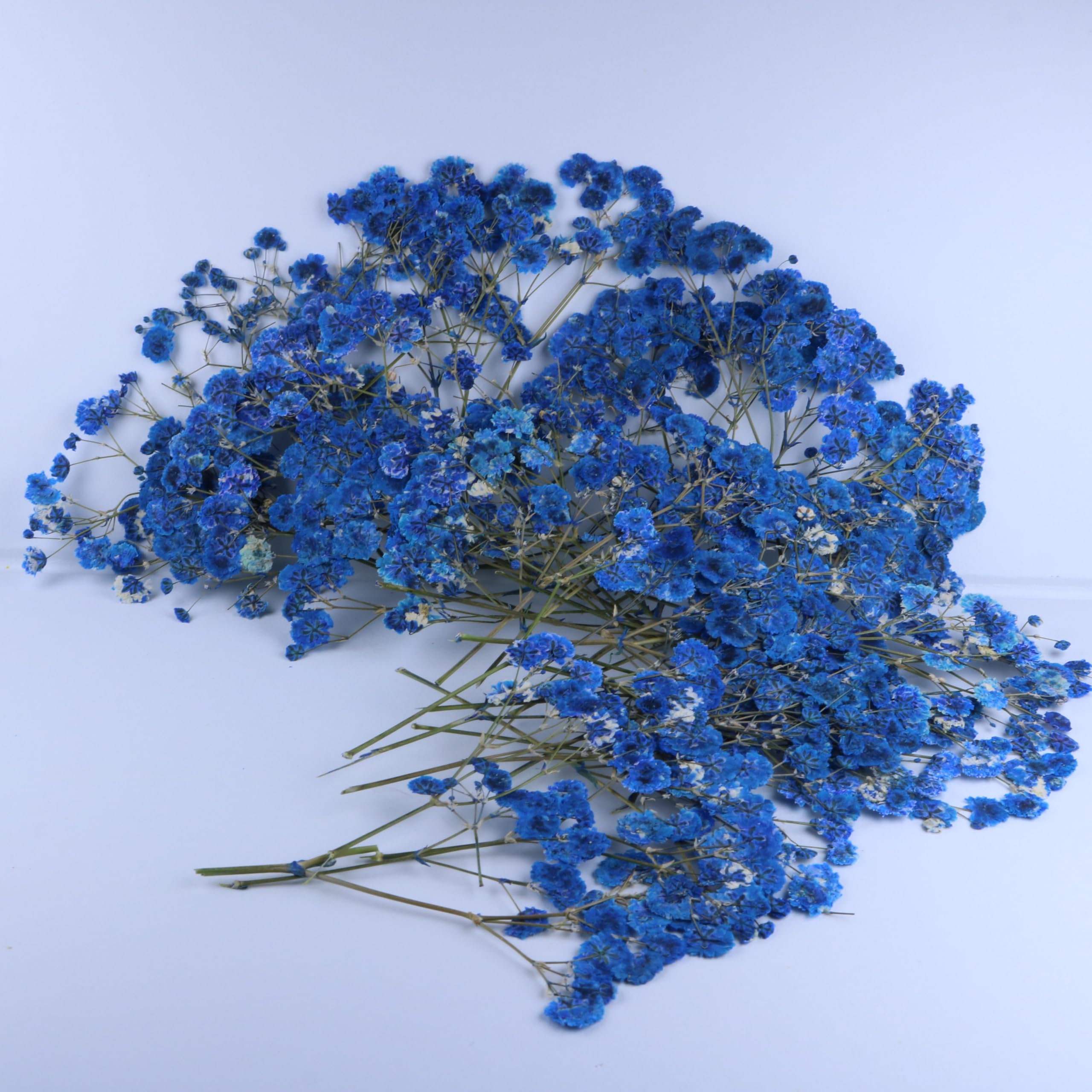 Amazon.com: LYFORTZY 50 Pcs Sapphire Blue Flat Dried Baby's Breath