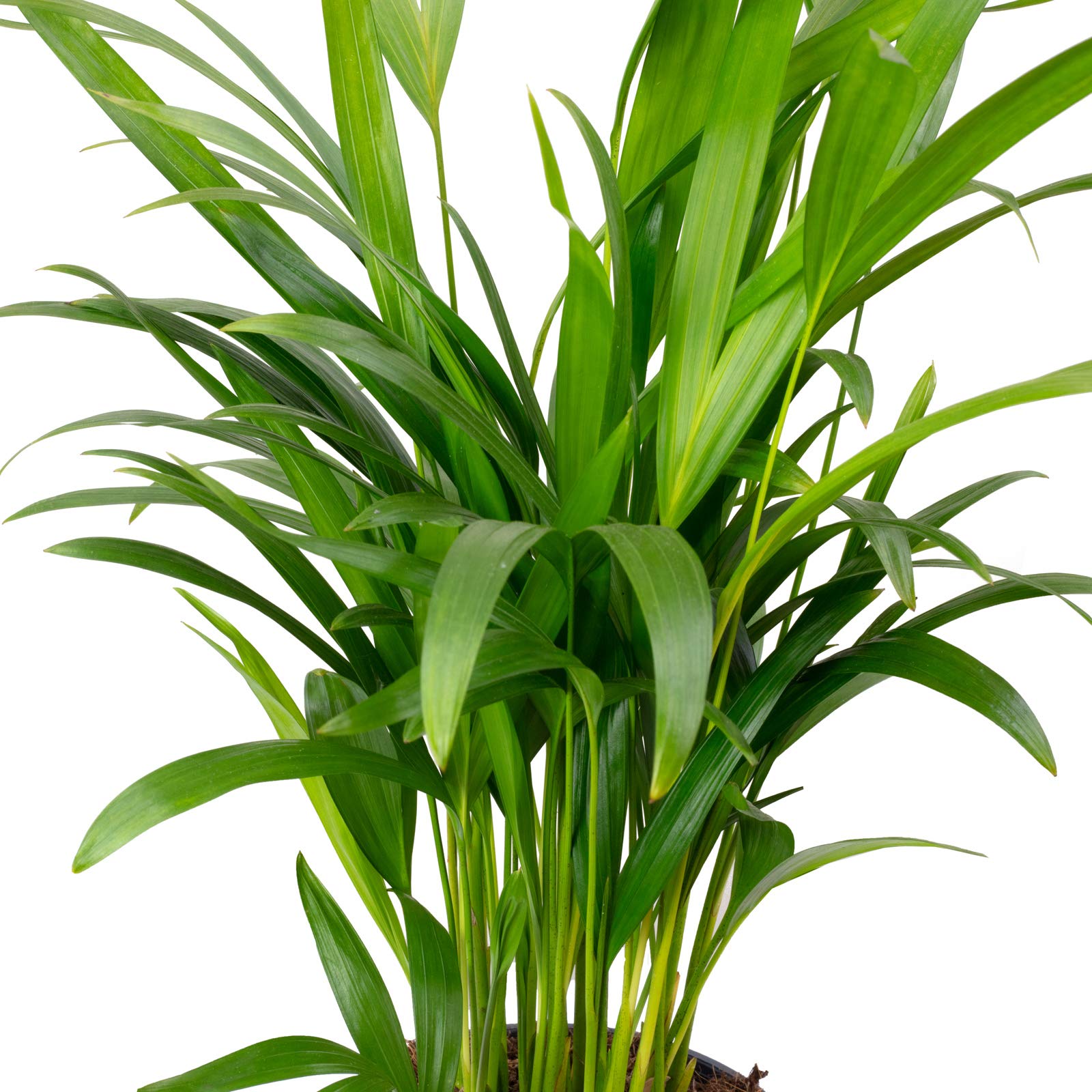 kaktus kaufen Kaktusblätter Nopales kaufen main image 1