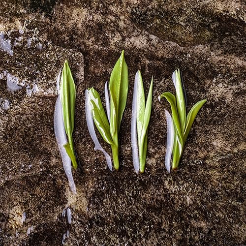 Miniatura 7 de FullChea - Mao Feng - Té verde chino de hojas sueltas - Té verde a granel Maofeng - Sabor floral fresco - Ayuda a digerir (8.8 oz  250 g)