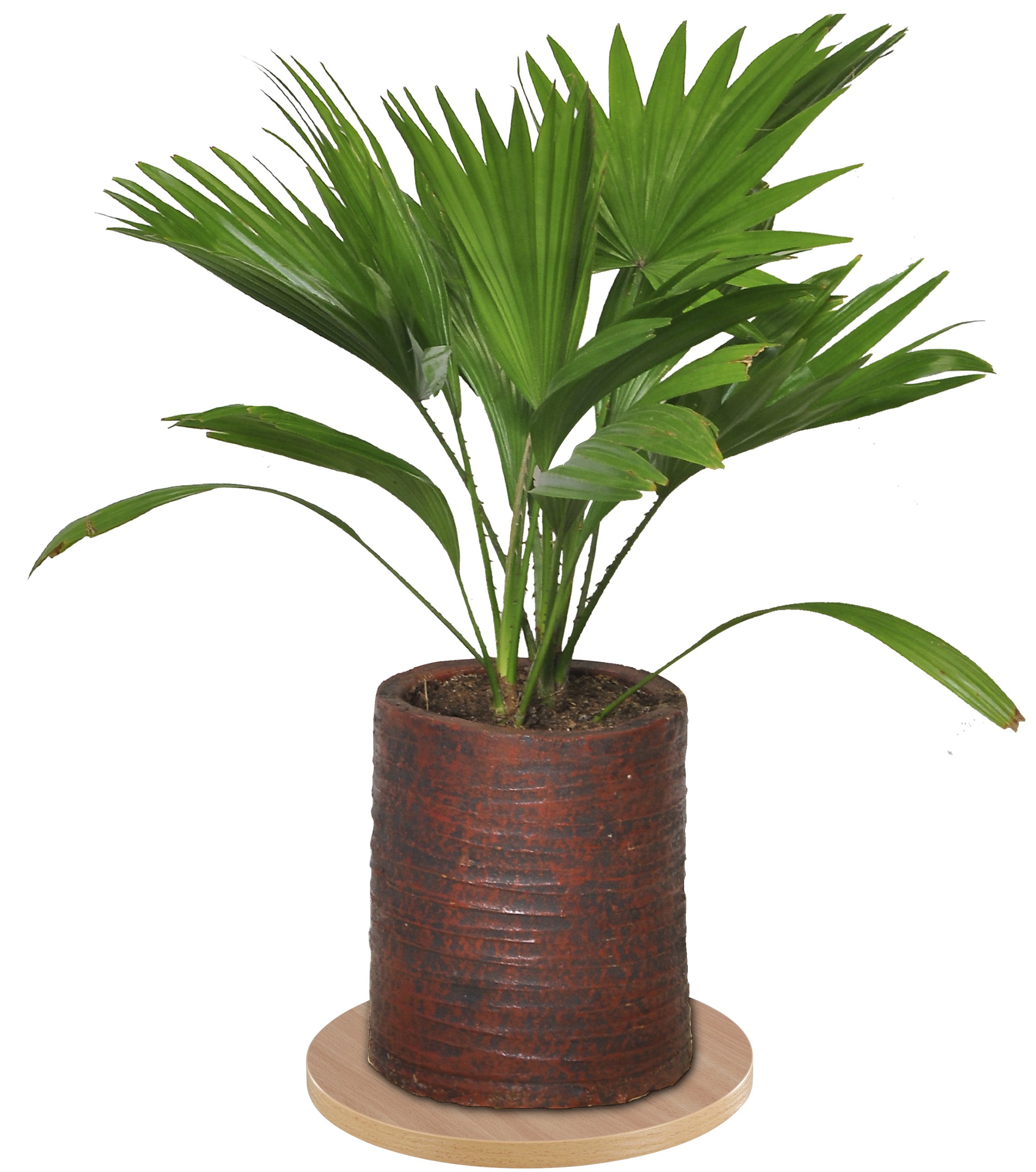 Wagner Support à roulettes pour Pot de Fleur Country 30 x 8 cm pour l' intérieur I Roule Pot en Bois Massif antidérapant certifié FSC®, châtain I Capacité de Charge 100 kg Wagner Support à roulettes pour Pot de Fleur Country 30 x 8 cm pour l' intérieur I Roule Pot en Bois Massif antidérapant certifié FSC®, châtain I Capacité de Charge 100 kg