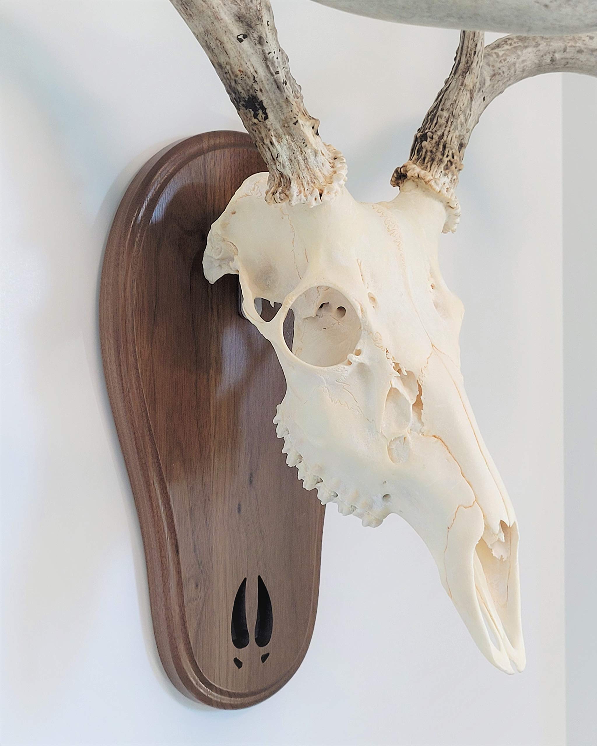 Taxidermists Woodshop Black Walnut Deer Track Skull Mount Wall Art