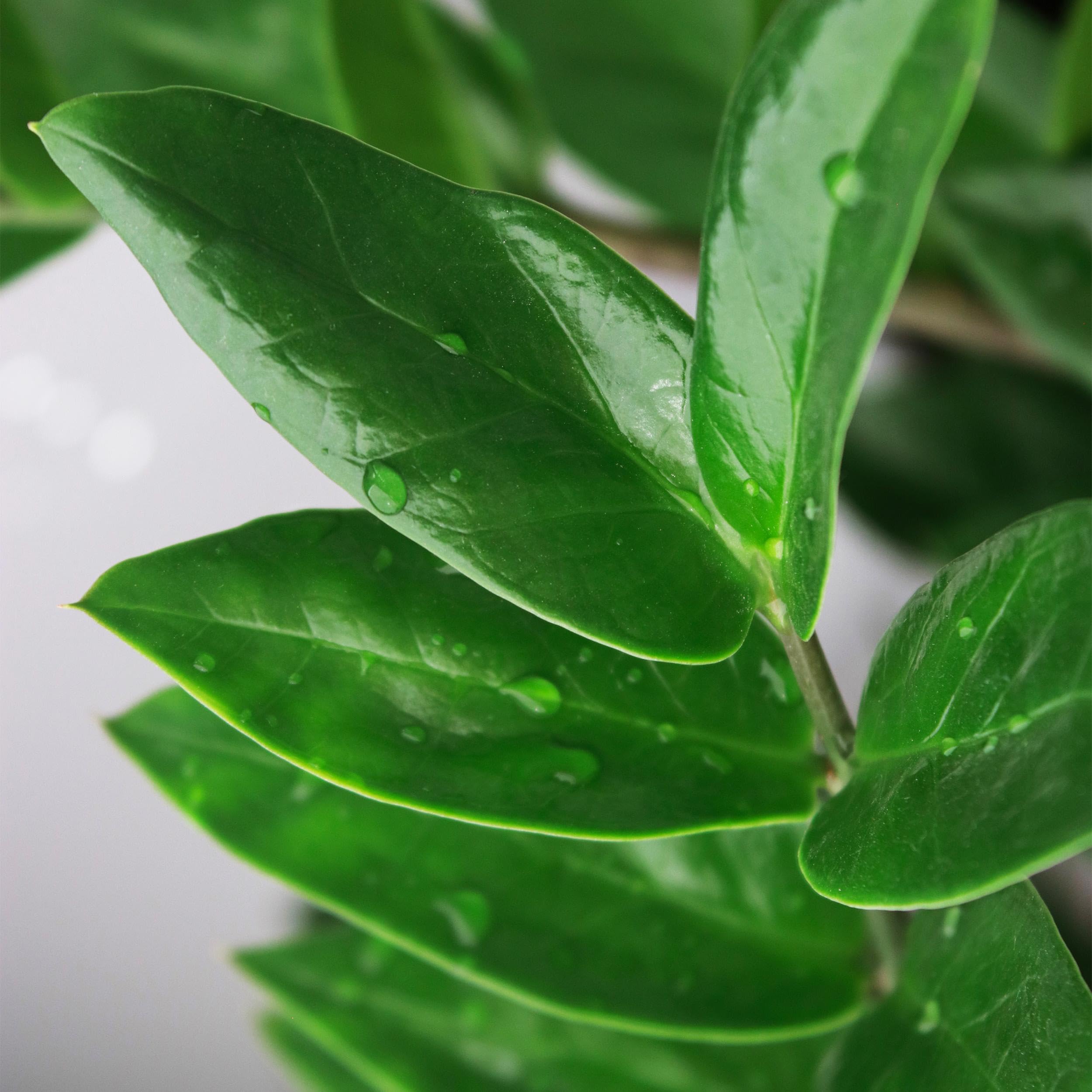 Zamioculcas - ZZ plant - Pflegeleicht - Grün - 80-90cm - Ø21cm - Zimmerpflanze - Immergrün