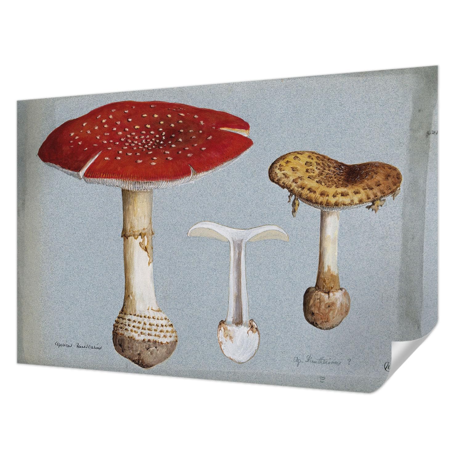 Décor mural adhésif de haute qualité Tulup 104x70 cm gravures de champignons pour salon élégant