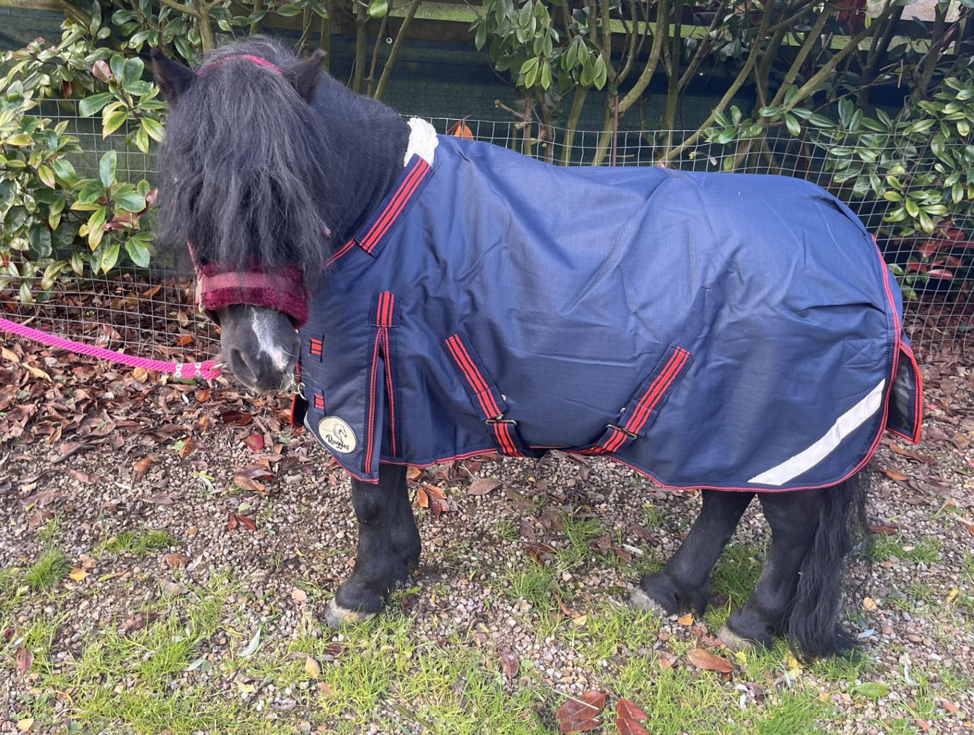 Ruggles 100g V2 Turnout Rug for Shetland Section A Donkey or Miniature Horse | Durable Breathable 1200D Teflon Coated Outer Fabric | Excellent Protection in Wet Windy Weather (Navy Blue, 4' 9")
