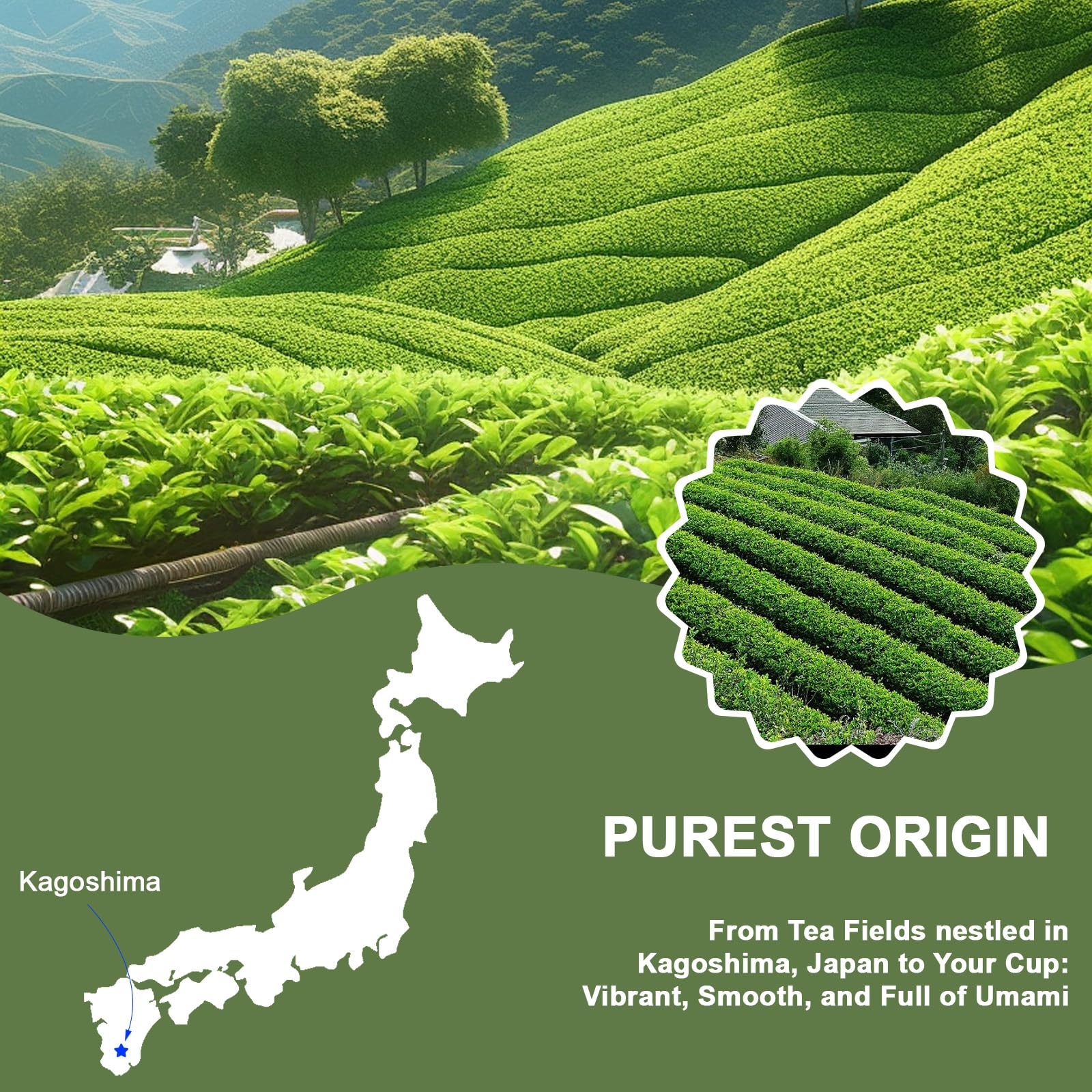 Matcha Powder Single Serving Sticks - Healliance Ceremonial Grade Matcha Powder with Lions Mane and Ashwagandha for Calm — view 8