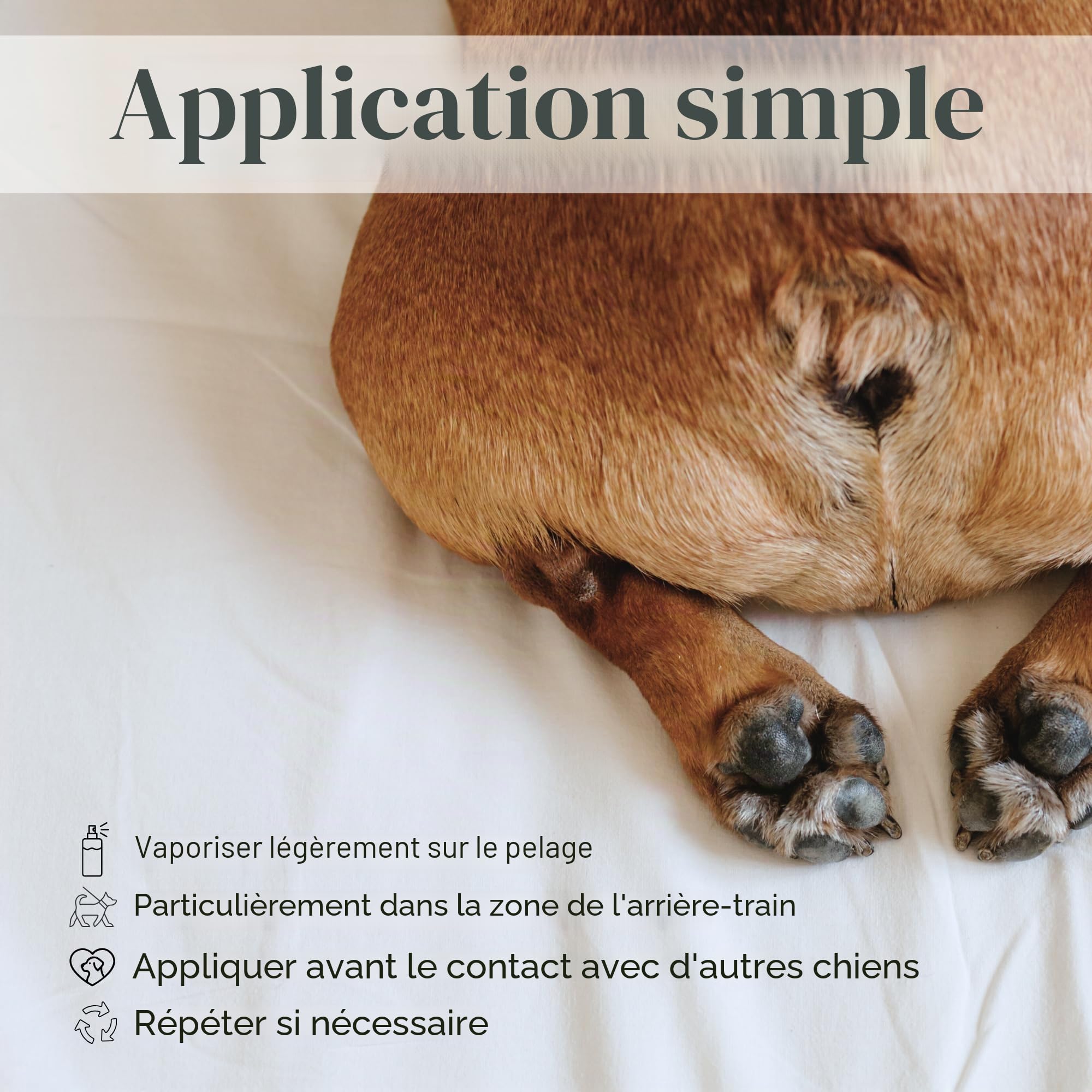 Spray Anti Flirt pour Chiens – Masque l’Odeur des chaleurs chez la Chienne, Aide à réduire l’Attention des mâles, Formule parfumée Naturelle 100 ML