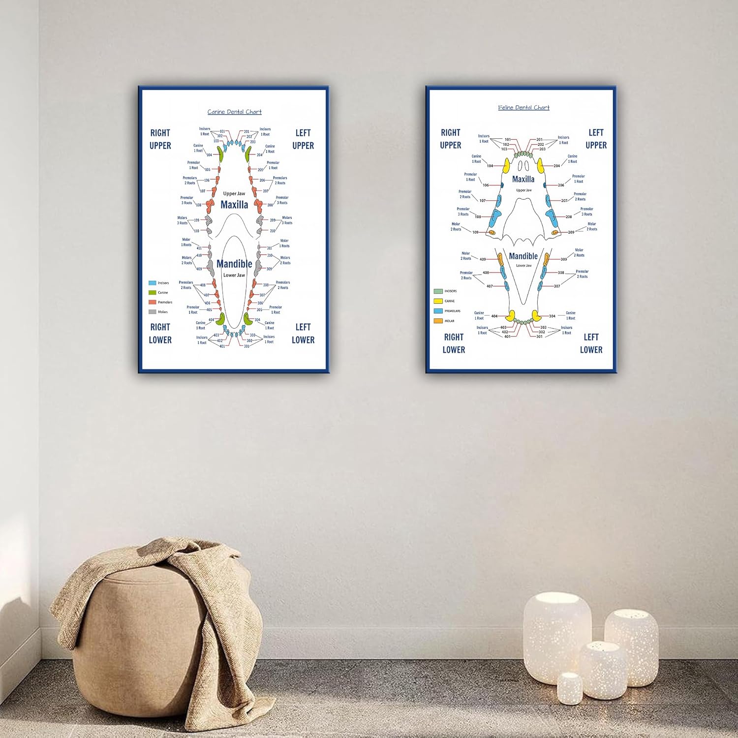 Canine Dental And Feline Dental Chart Poster Veterinary Medicine, Clinic Canvas Print Wall Art Decor Living Room Office Bedroom 16x24inch(40x60cm) x2pcs Unframe-style