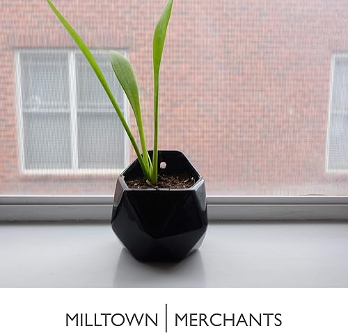 Milltown Merchants Macetas de pared para suculentas, jarrones de pared, de cerámica negra, macetas para suculentas, jarrones colgantes para pared de