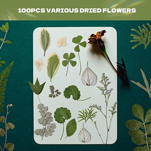 Miniatura 2 de CONVELIFE Flores prensadas, 40 piezas de flores naturales reales con pinzas, flores secas para resina, bricolaje, joyería, velas, jarrón,