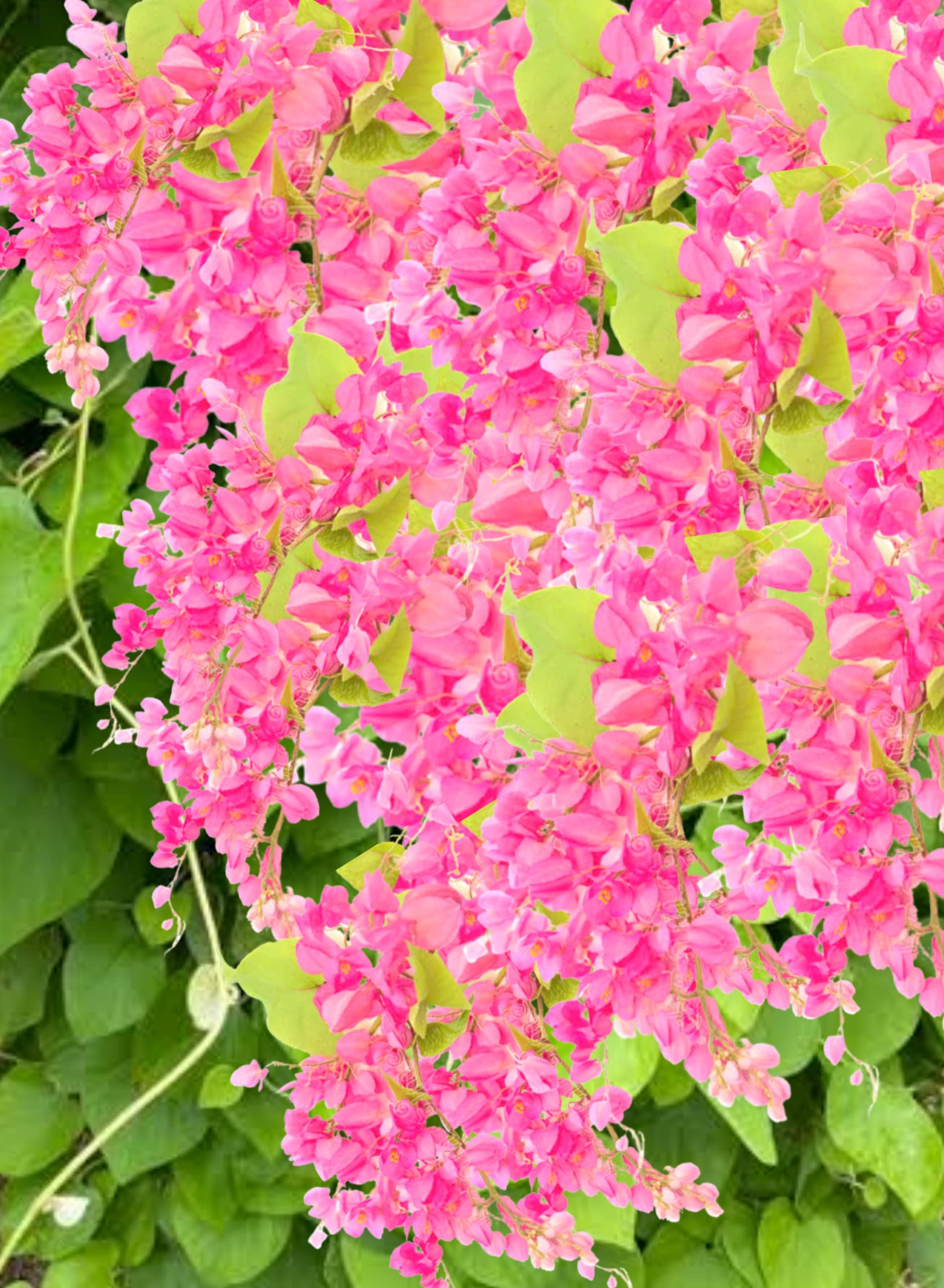 Karmbhoomi Pink Coral Vine,Mexican Creeper, Love vine (Antigonon Leptopus) 30 seeds (B0BBGTVL79) Amazon Price History, Amazon Price Tracker