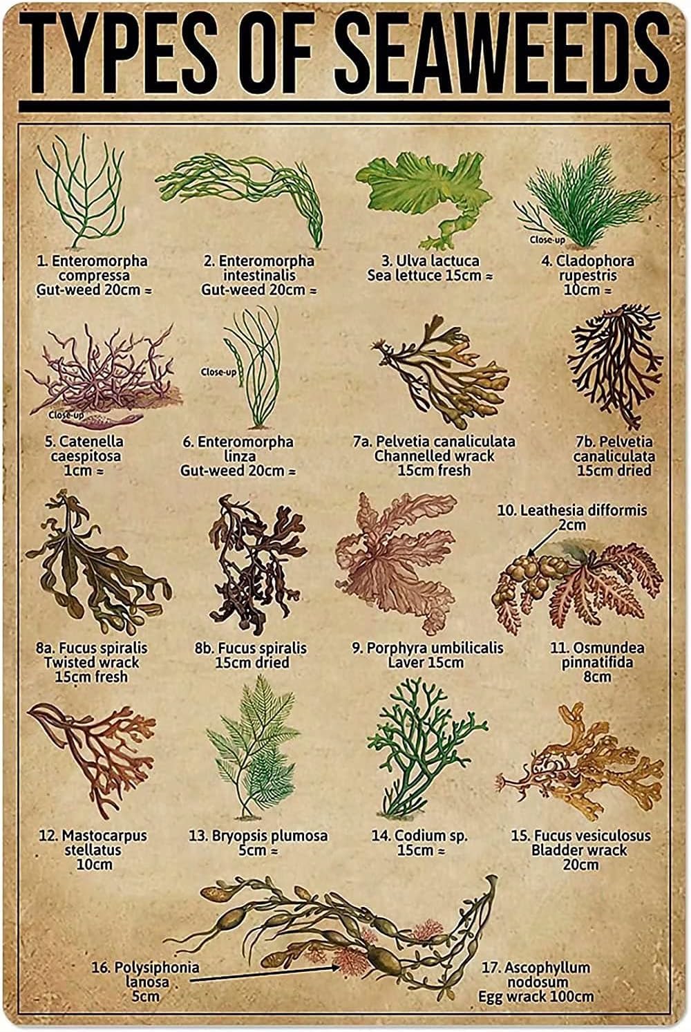 peiyeety Seaweeds Knowledge Metal Poster Types Of Seaweeds Retro Plants Tin Sign School Farm Cafe Kitchen Home Art Wall Decoration Plaque 8" x 12"
