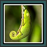 Füllen Sie die nächsten Schritte und spüren Sie die Freude mit den Live Wallpapers - Chameleon: