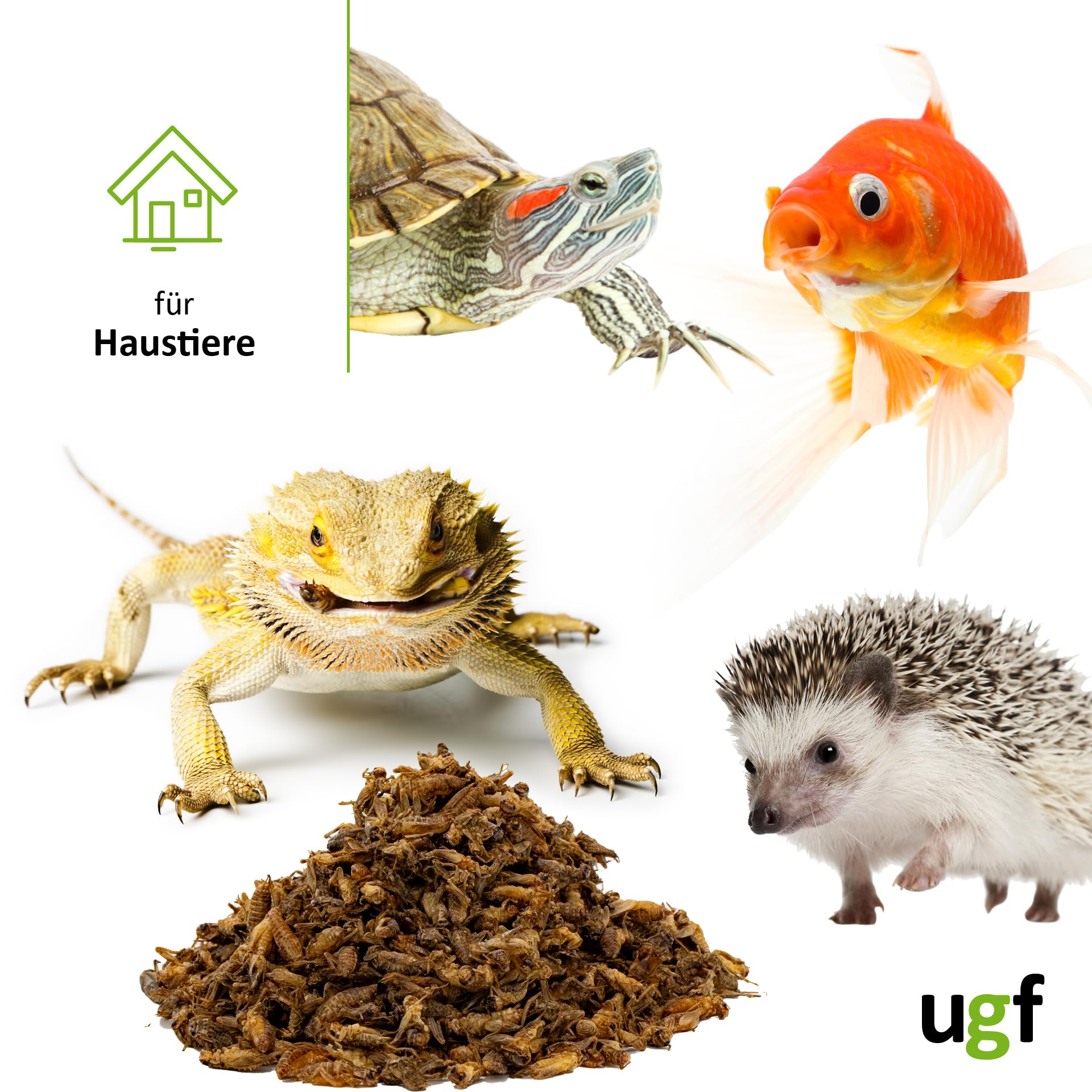 UGF - Suszone małe świerszcze - 80 g w wiaderku 500 ml, Owady świerszcze, Karma dla ptaków dzikich (całoroczna), Karma dla żółwi, Karma dla jeży, Karma dla jaszczurek, Karma dla ryb
