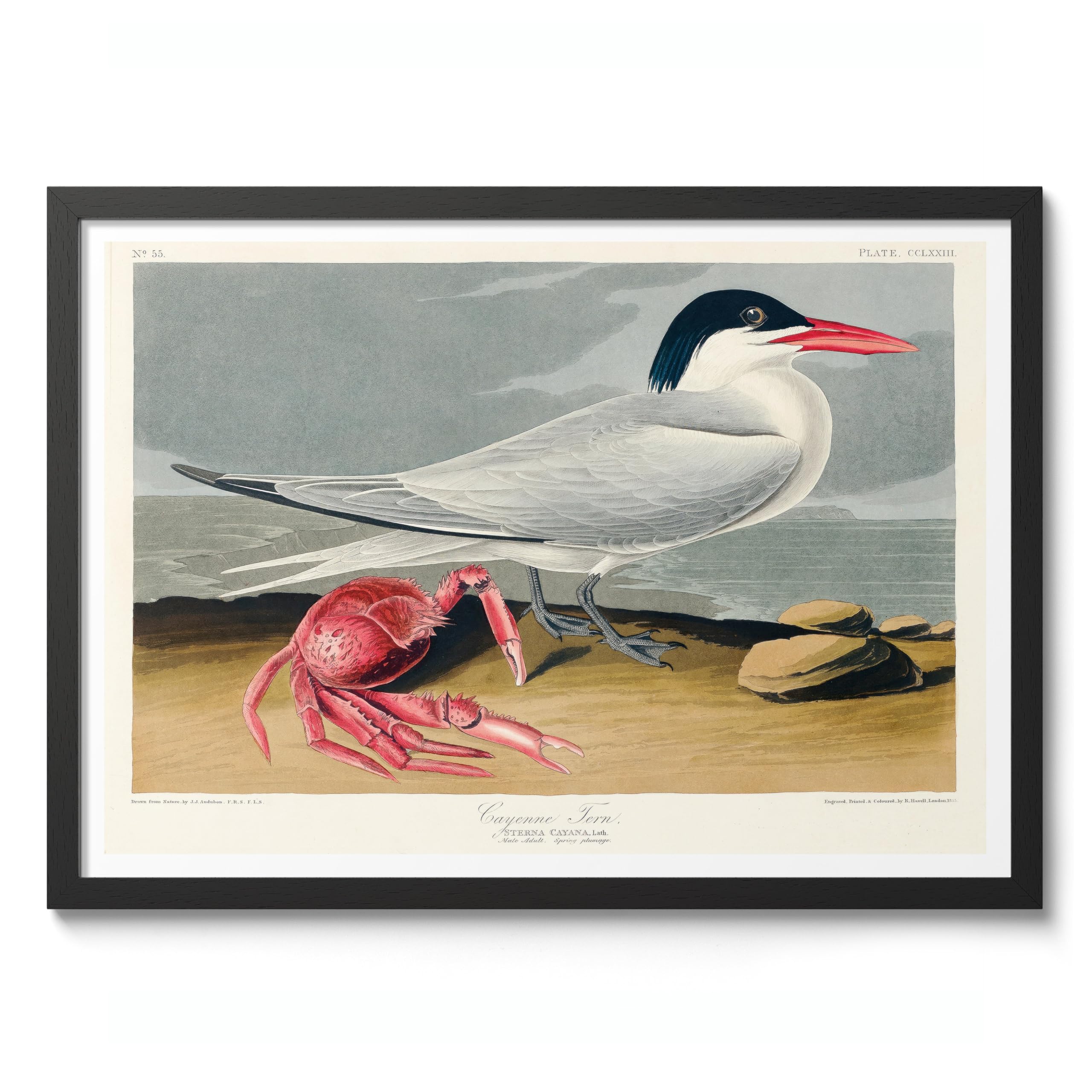 Cayenne Tern Poster John James Audubon Vintage Bird Illustration Antique Print Ornithology Art, Archival Matte, A2 (Black Frame) - 59.4x42cm