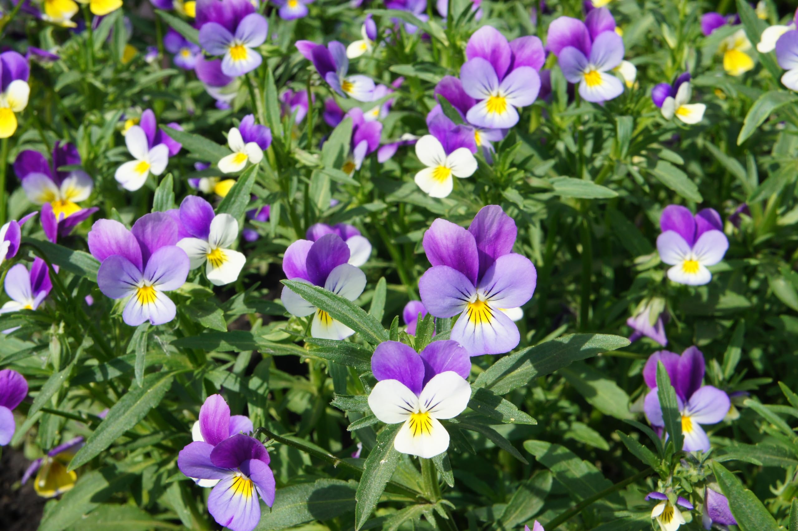 Wildes Stiefmütterchen (Viola tricolor) Samen. Zier- und Heilpflanze. (20000 Samen = 11,0g)