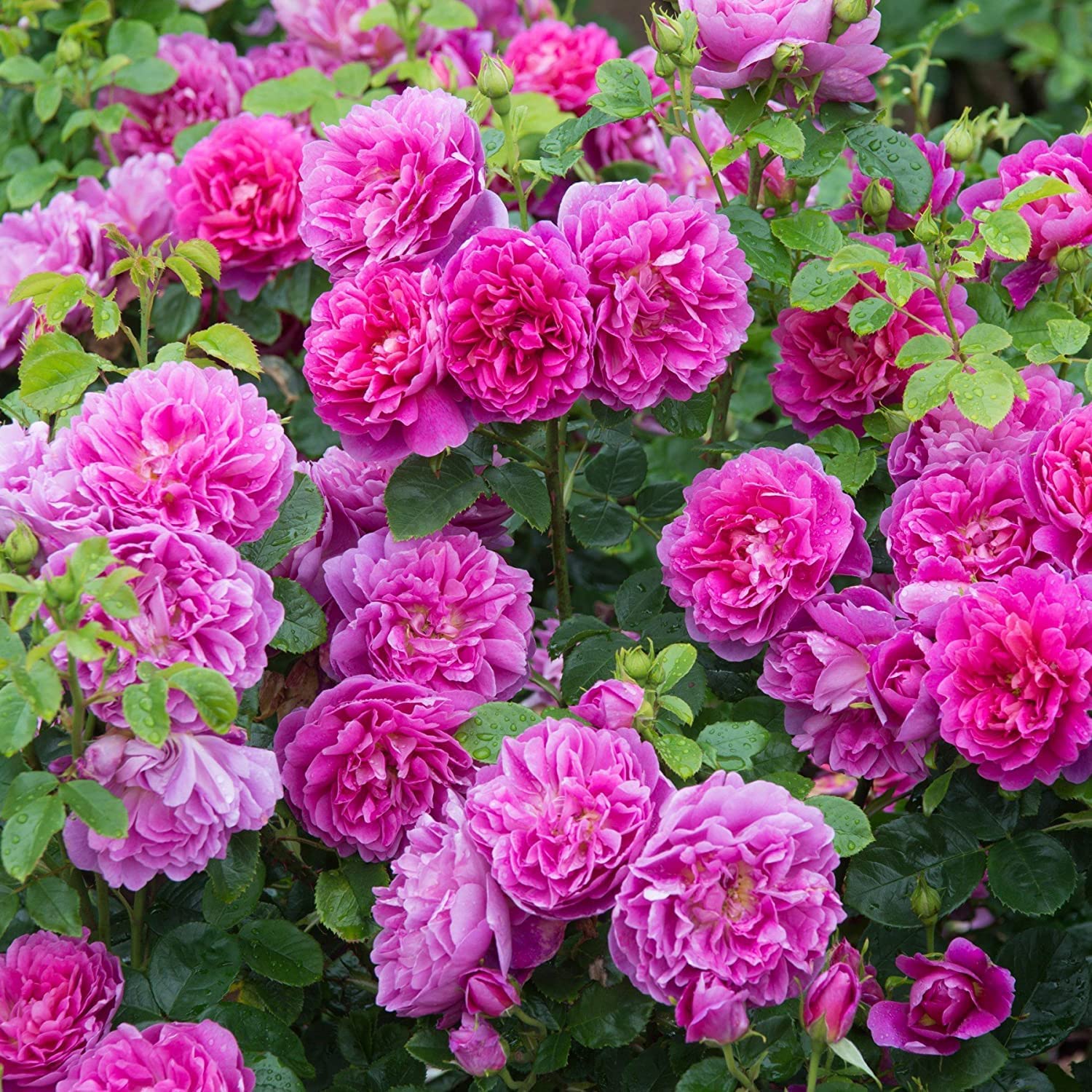 Duomus Live Pink Rose Gulaab English Rose Plant For Garden Live With Black Pot All Time Flowering Plant (B0BST4175T) Amazon Price History, Amazon Price Tracker