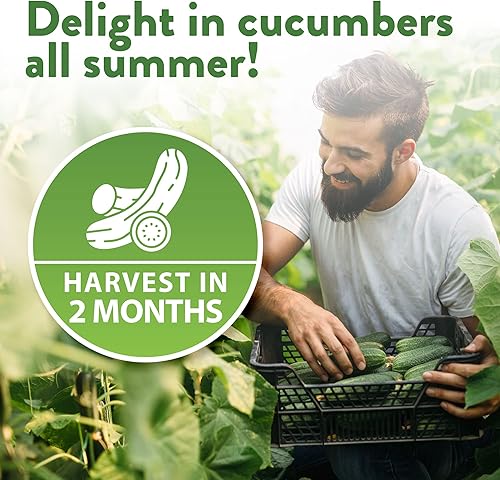 Miniatura 7 de HOME GROWN 8 semillas de pepino para plantar, limón, encurtido nacional, armenio, beit alfa, ocho semillas de pepino rectas, semillas de vegetales