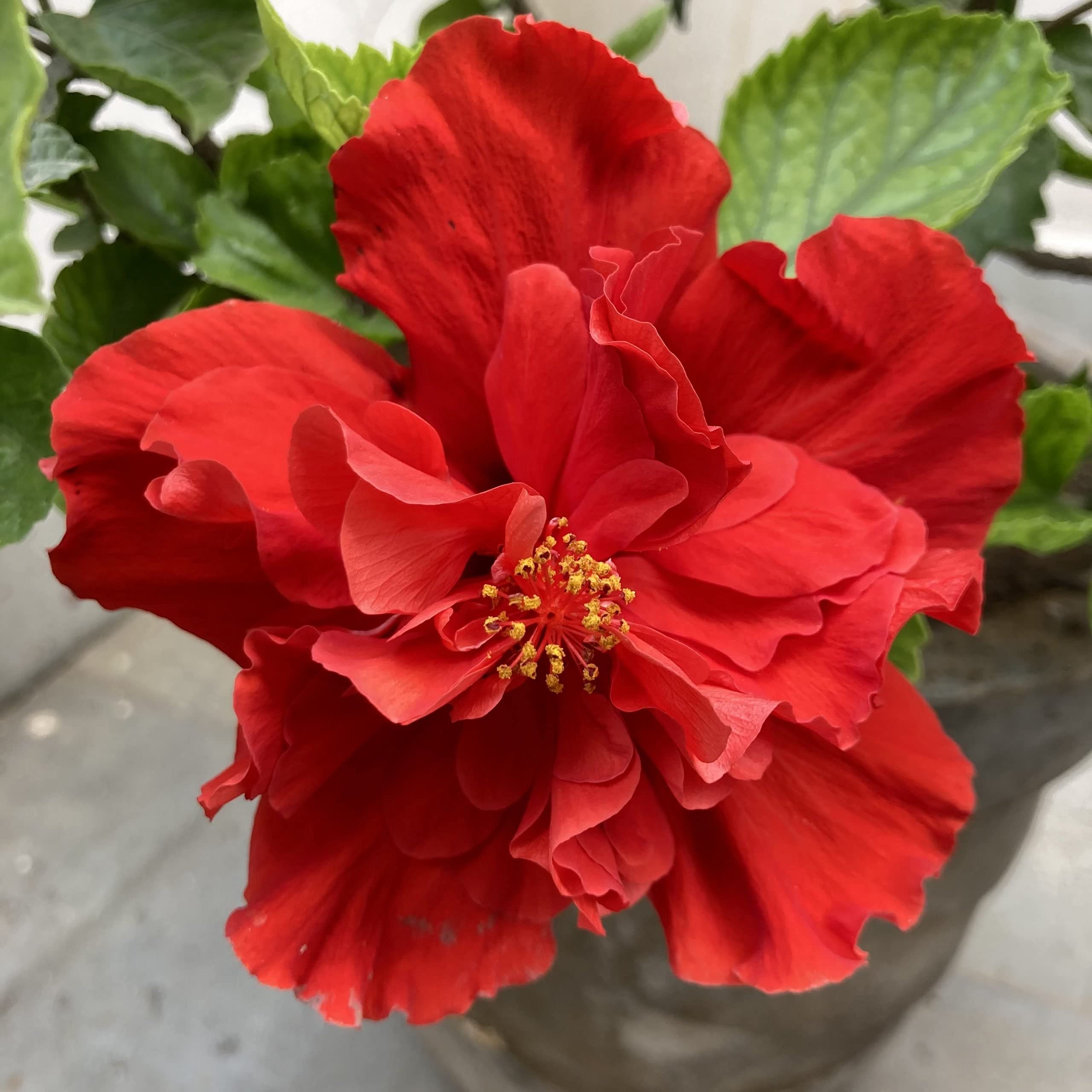 Mphmi Plant Hibiscus, Gudhal Flower (Red Double) - Plant (B08VGTDDC5) Amazon Price History, Amazon Price Tracker