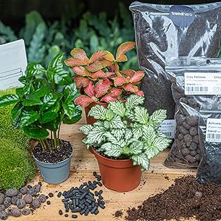urbanjngl - Coffea Arabica Terrarium Start- und Nachfüllpaket – 3 Terrarienpflanzen für DIY-Projekte – Ideal für Pflanzenliebhaber und Einsteiger