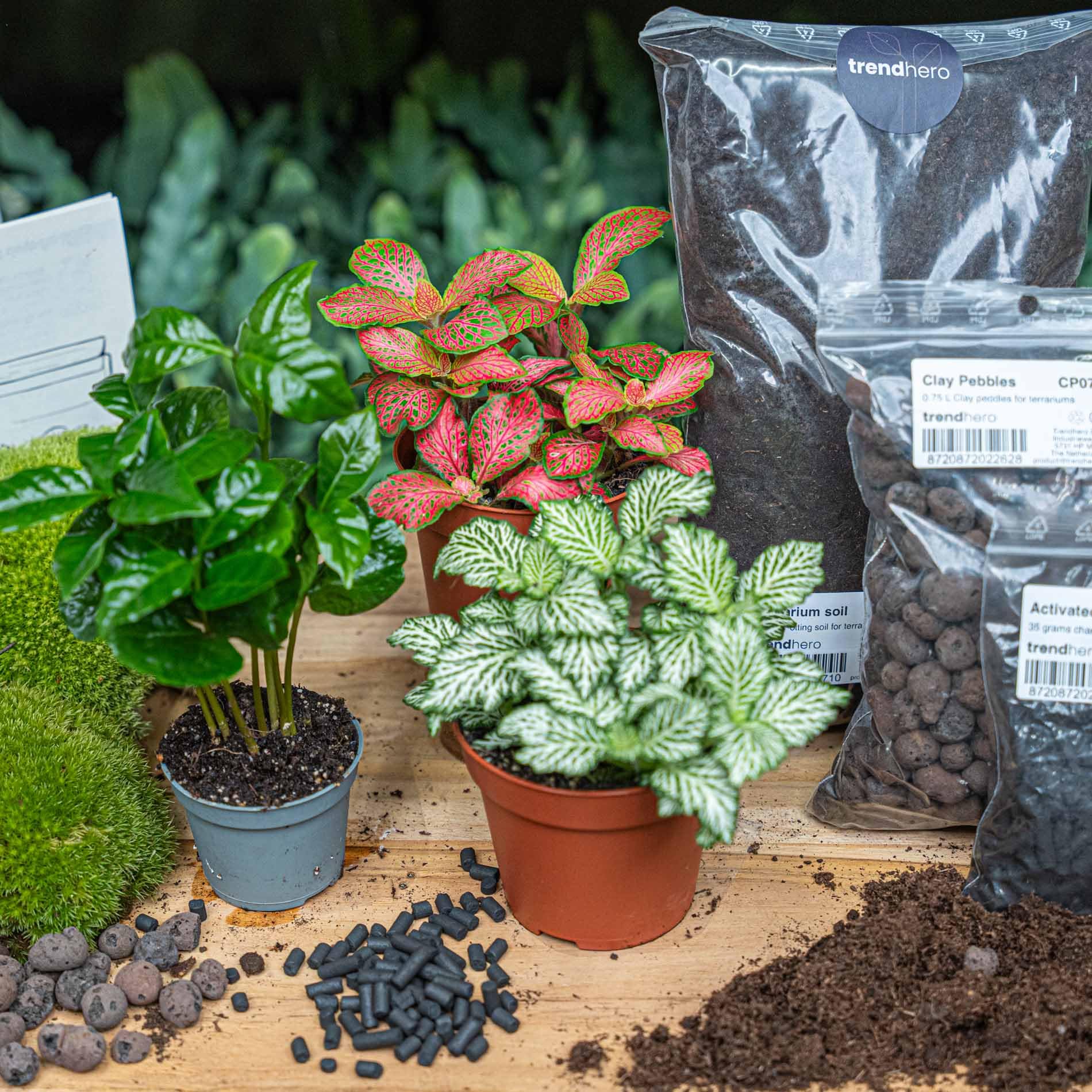 urbanjngl - Coffea Arabica Terrarium Start- und Nachfüllpaket – 3 Terrarienpflanzen für DIY-Projekte – Ideal für Pflanzenliebhaber und Einsteiger