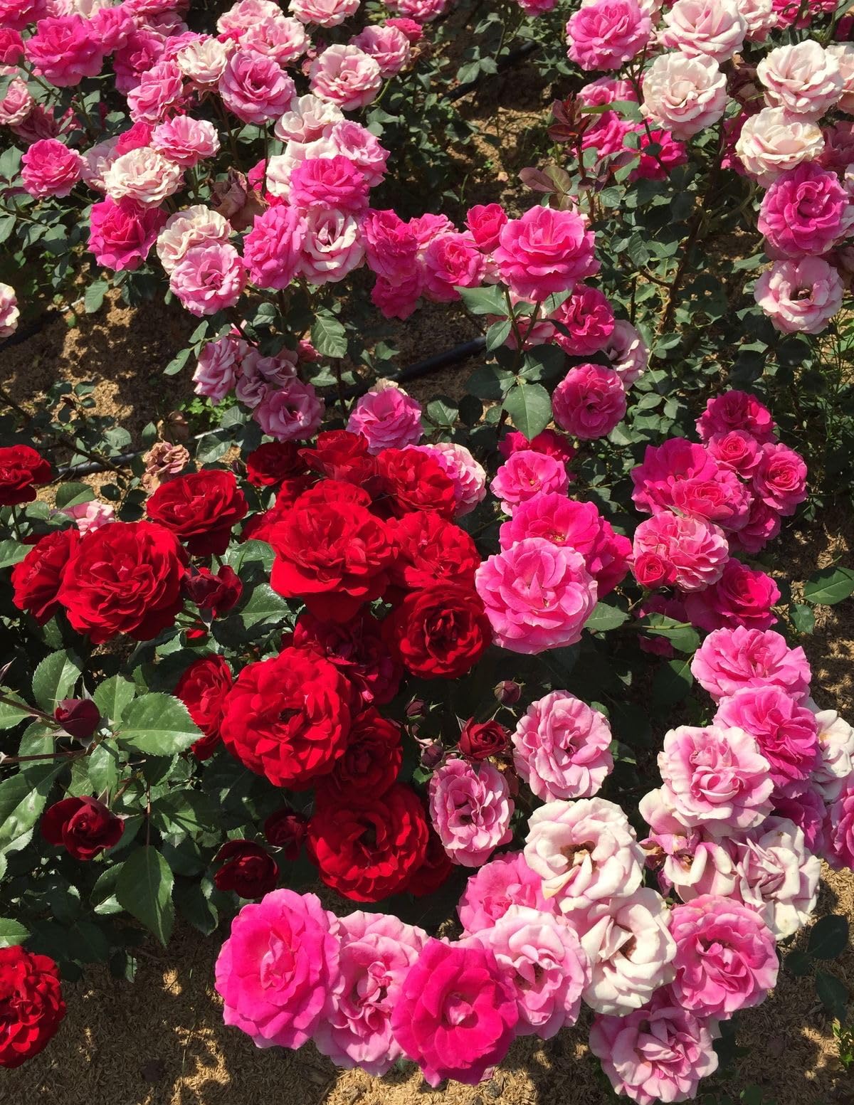 Climbing Rose Seeds - 100 Cream Mix Flowers -8