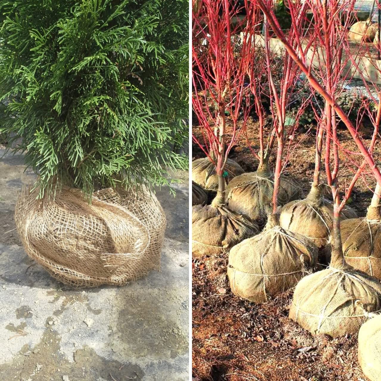 Tessuto Iuta Naturale Florade 305 G/m² - Protezione Invernale Per Piante, Rotolo Da 1x50 M, Biodegradabile E Traspirante - 3