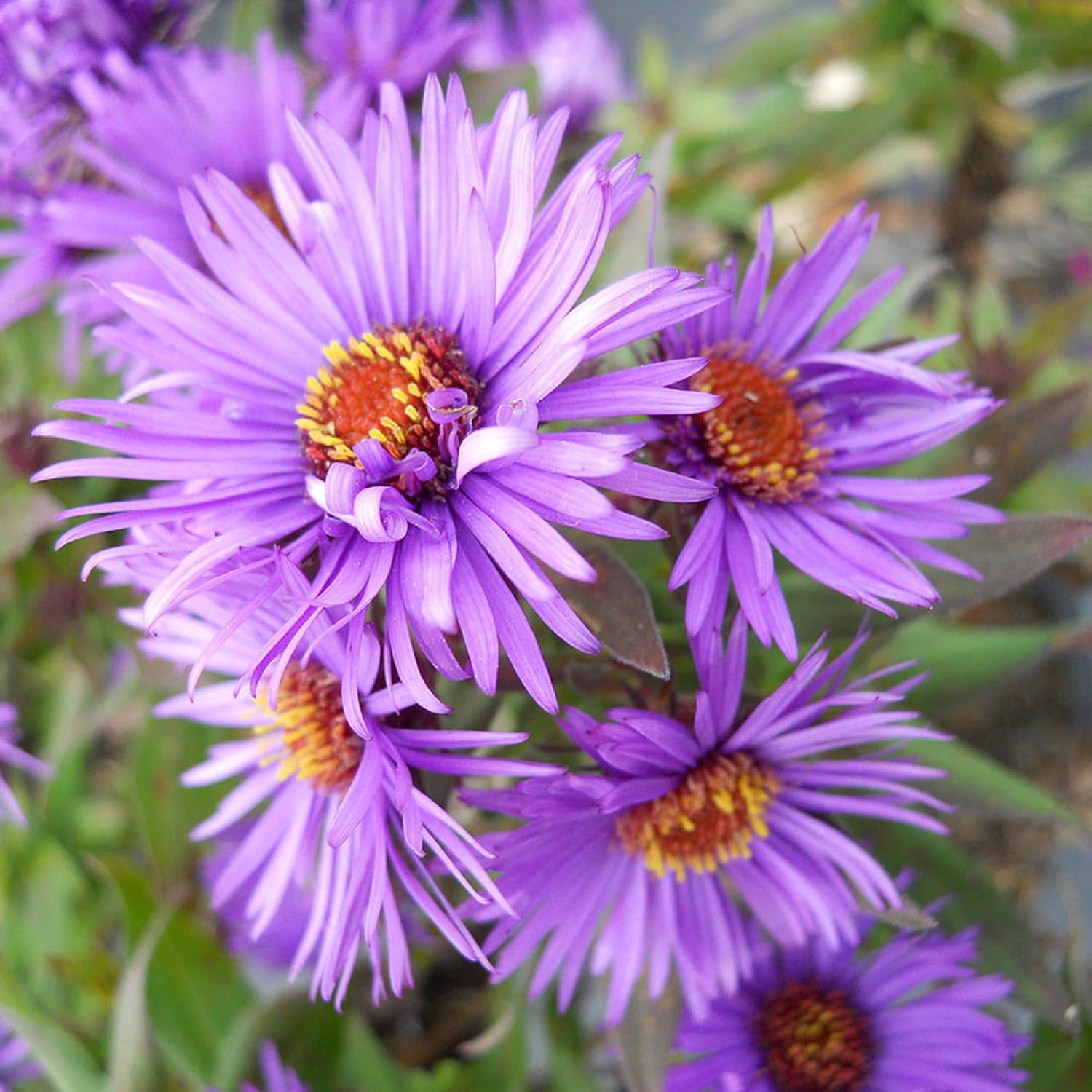 CHUXAY GARDEN Purple Symphyotrichum Novaeangliae New