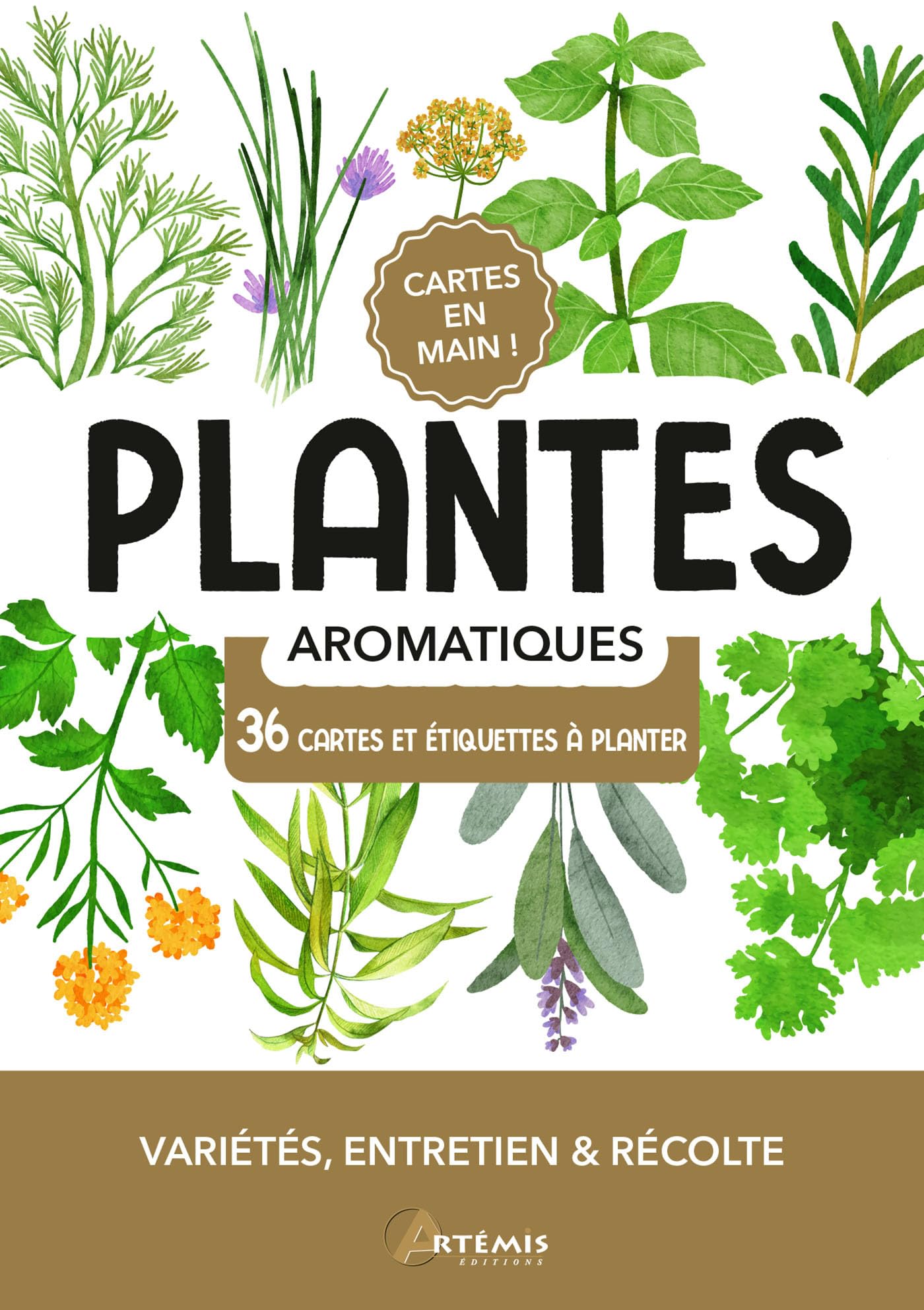 Plantes aromatiques: Variétés, entretien et récolte