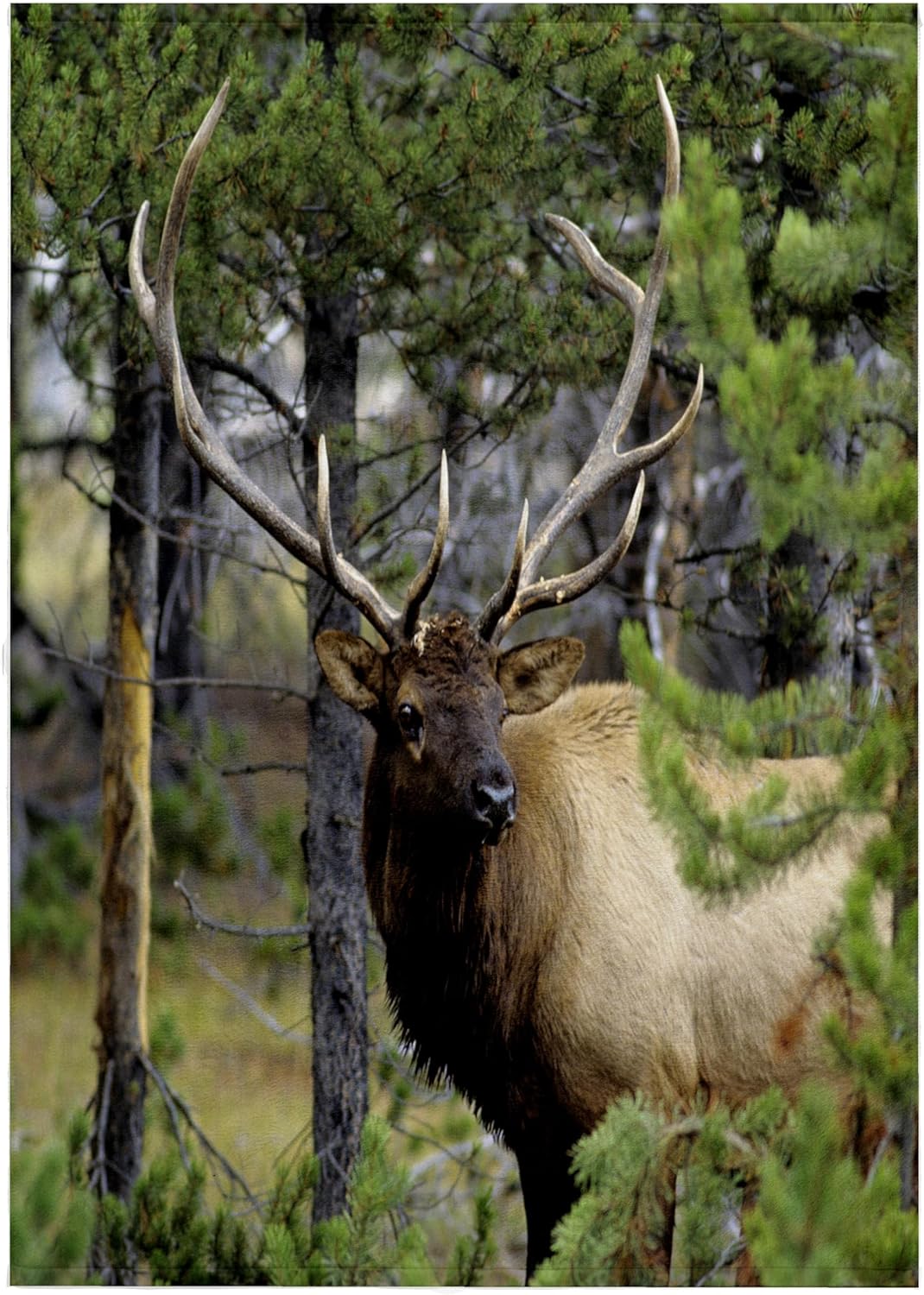 3dRose Bull elk in Pines Listening for Danger, Yellowstone NP, Wyoming. 22x30 Bath Hand Pool Towel