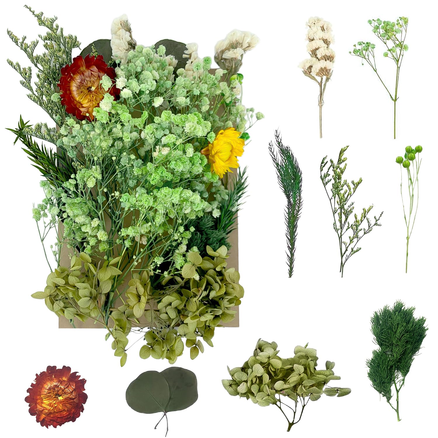 Dried Flowers