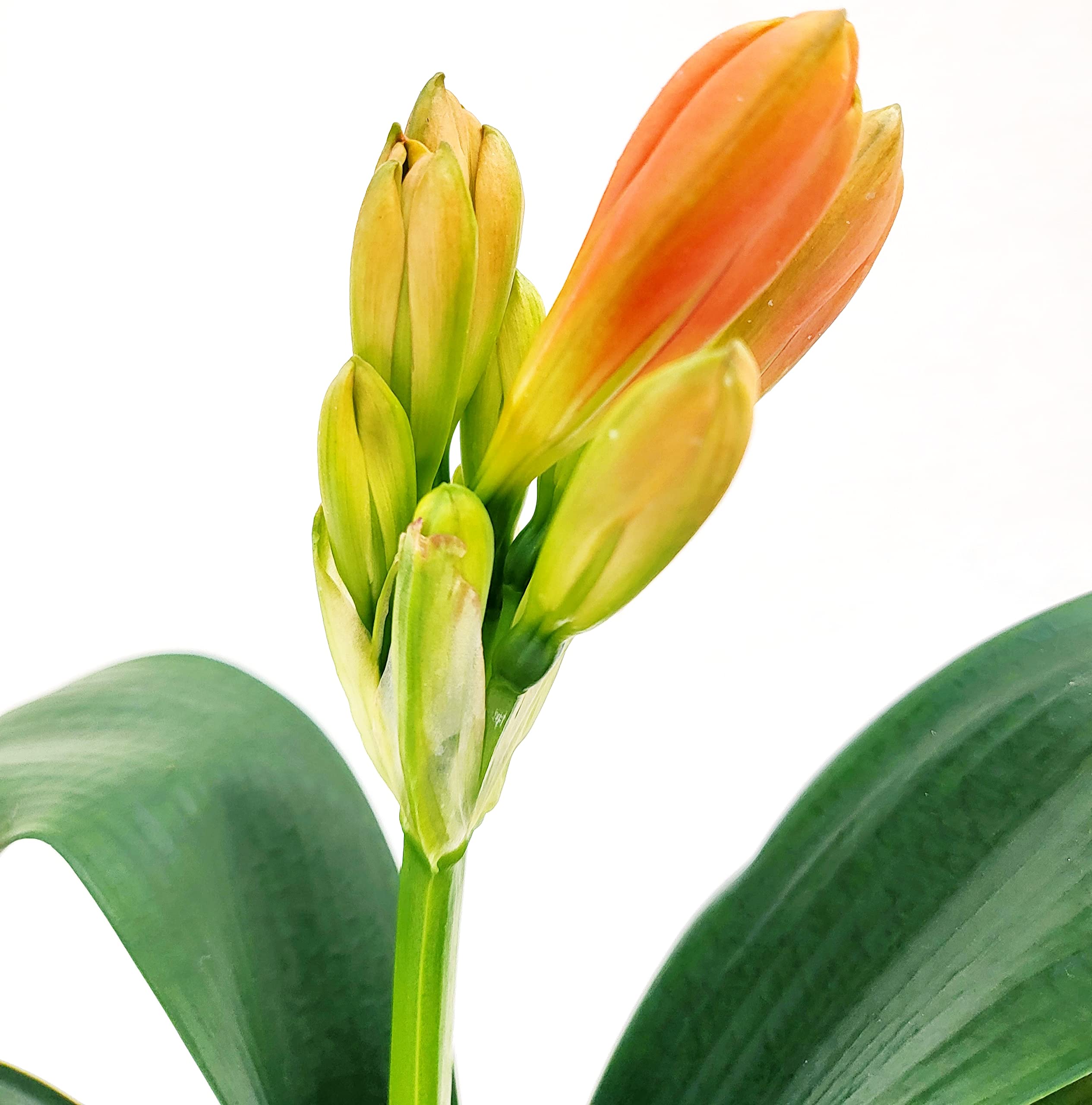 POWERS TO FLOWERS - CLIVIA GIALLA e ARANCIONE, VASO 13CM DIAMETRO, pianta vera