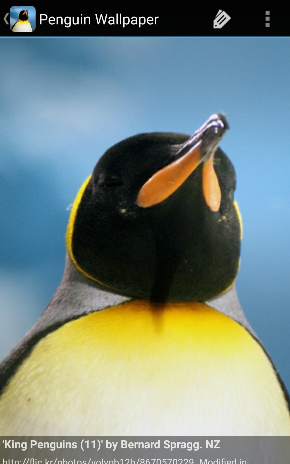 Penguin Wallpaper - App on Amazon Appstore