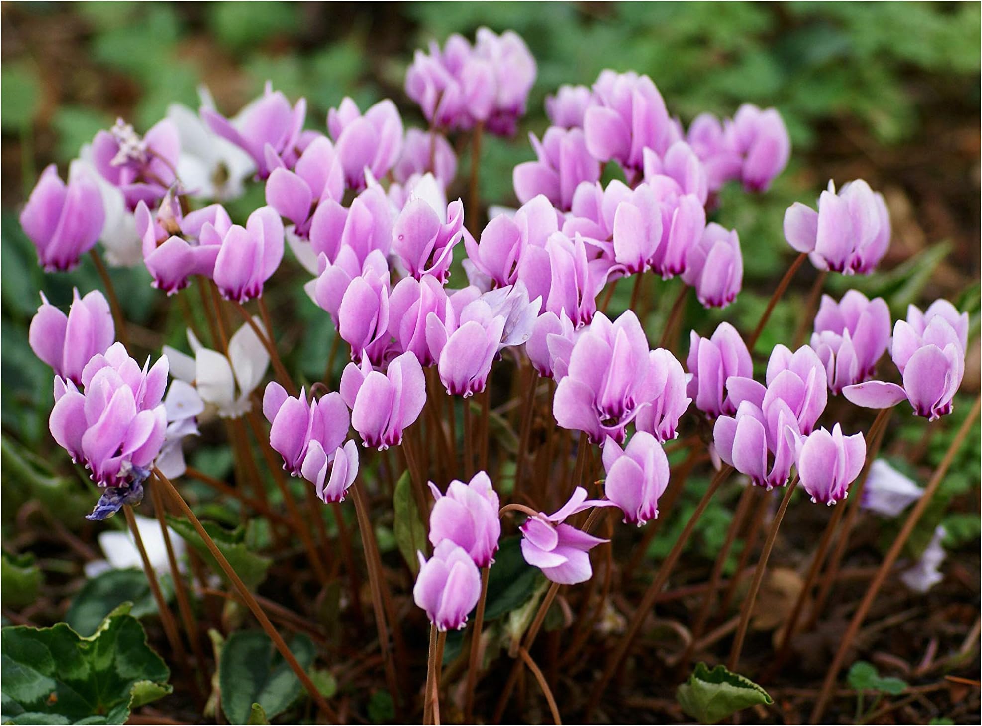 GARTHWAITE NURSERIES® : - UK Stockist : - 6 Cyclamen HEDERIFOLIUM (Neapolitanum) Bulbs Hardy Pink Summer Perennial