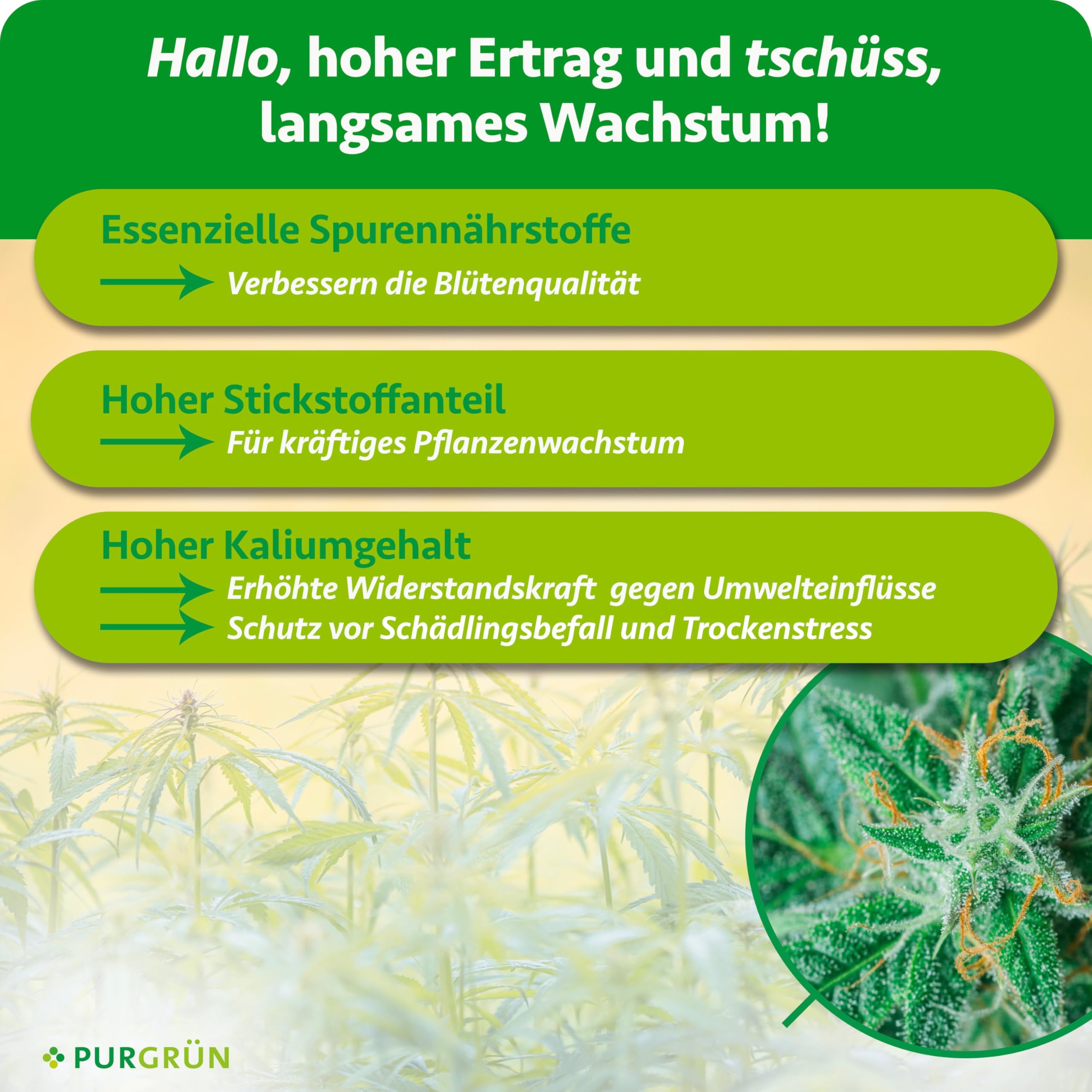 Autoflower-Dünger-Set 2 x 1 Liter – Schnell wirksame mineralische Rezeptur – Vollspektrum-Nährstoffe für Wachstum & Blüte – Flüssigdünger Indoor & Outdoor – Für eine ertragreiche Ernte