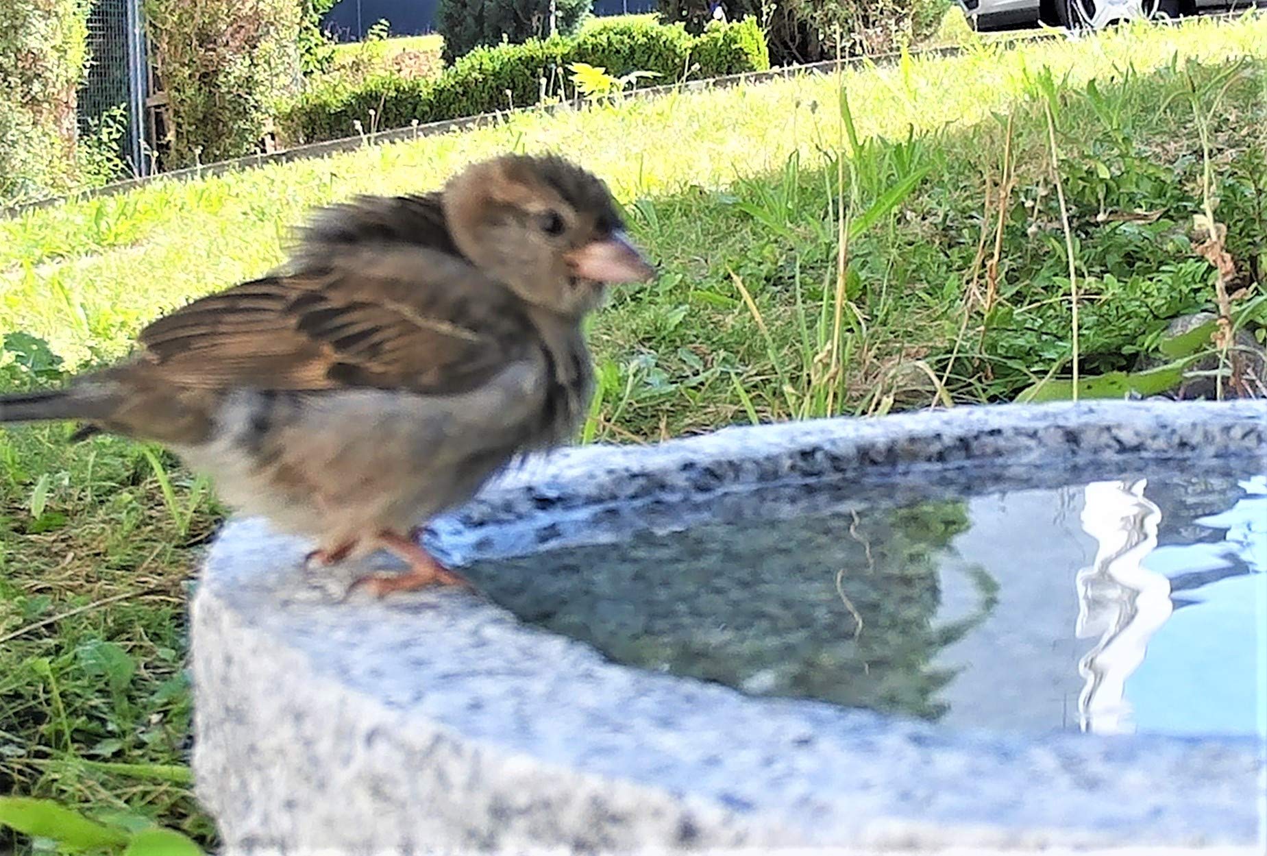 Vogelbad aus Granit in Schalenform (mit 2 Vögele am Rand sitzend)