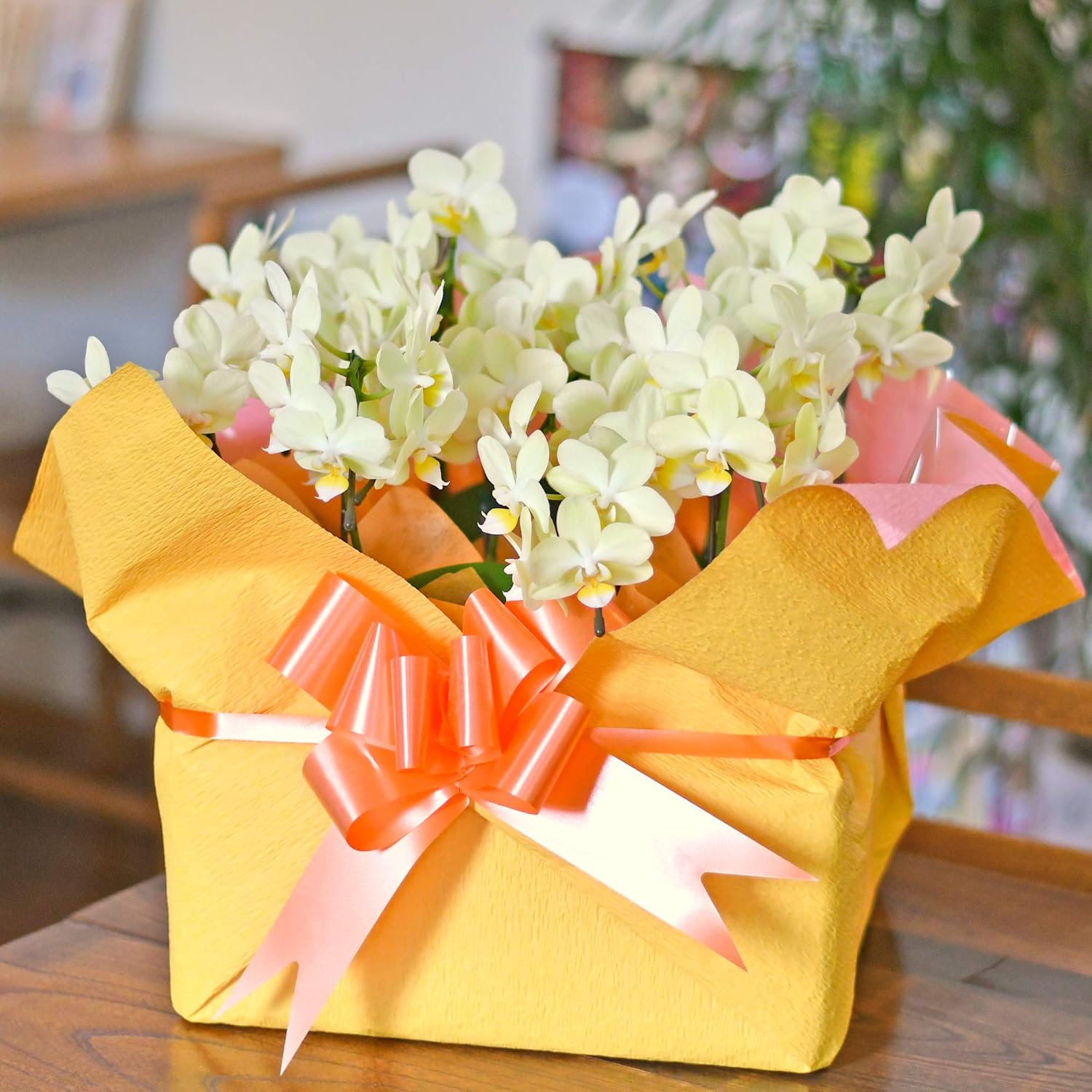 胡蝶蘭専門店はなやか おとりわけ胡蝶蘭 黄色 カララ ミニミディ 10本立ち 2本立ち 5鉢入り Al完売しました をしてください 生花 ギフト ギフトの設定 生産直売 ラッピング 札は