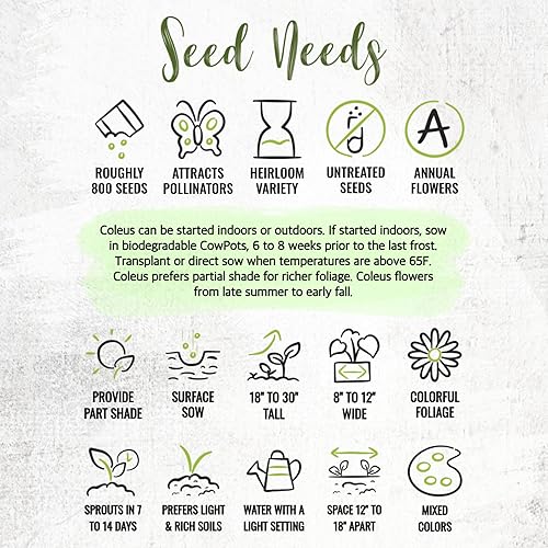 Miniatura 8 de Seed Needs Coleus Seeds - Semillas para plantar ortiga pintada de arco iris, semillas de flores mixtas de polinización abierta para cultivar un