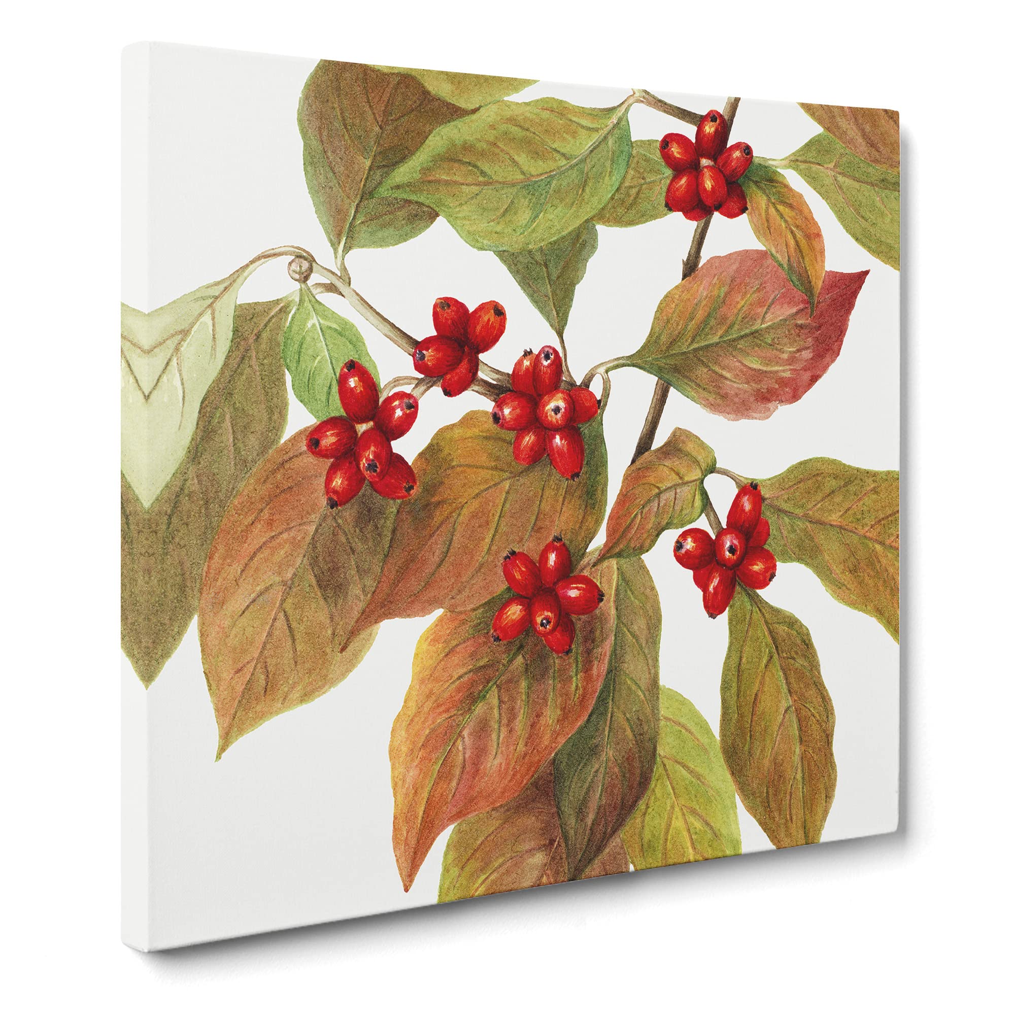 Flowering Dogwood by Mary Vaux Walcott Canvas Print, Mixed, 35L x 35W cm