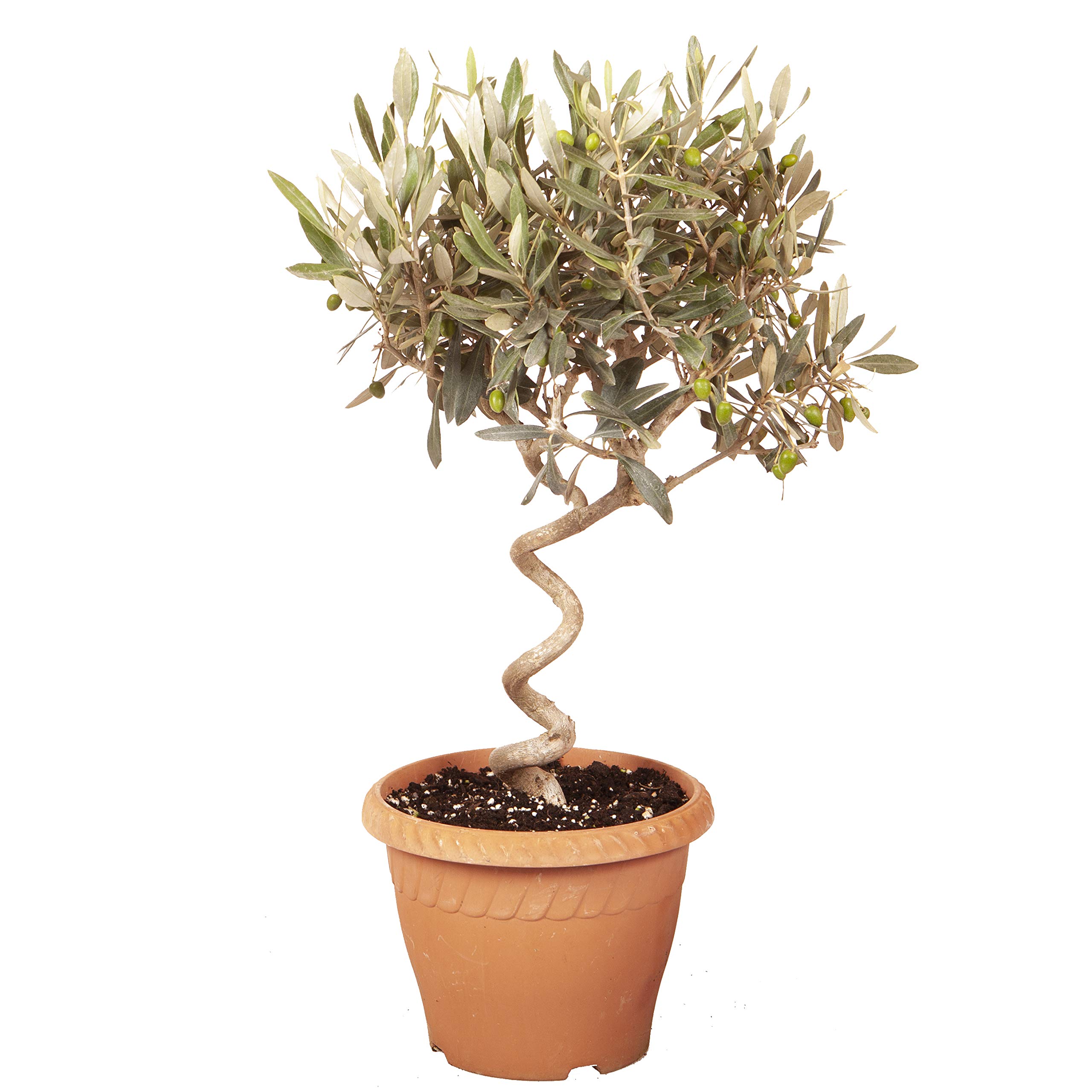 YouGarden Patio Spiral Stem Olive Tree, Established 80cm Tall Plant Supplied in Terracotta-Style Decorative Pot, Ready to Display