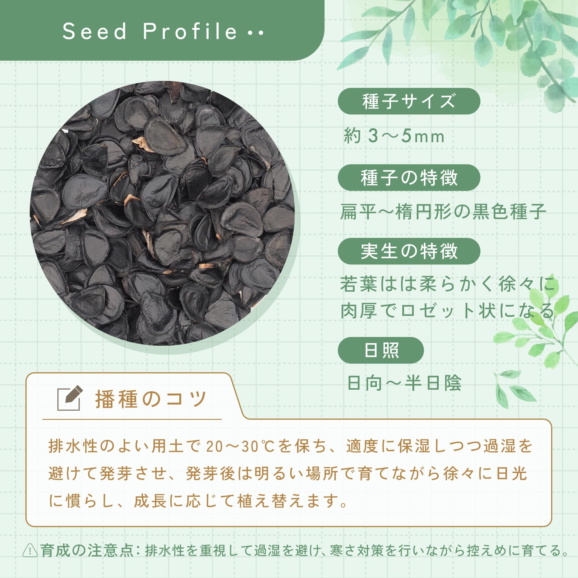 Amazon.co.jp: SEEDSTOCK アガベ パリー トランカータ 10粒売り 種 