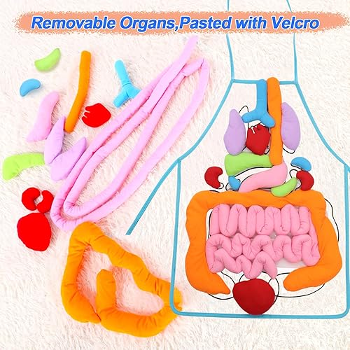 Miniatura 3 de KAKIBLIN Delantal de órgano 3D, delantal de anatomía, cuerpo humano, conciencia, juguete educativo para el hogar, preescolar, ayuda docente,