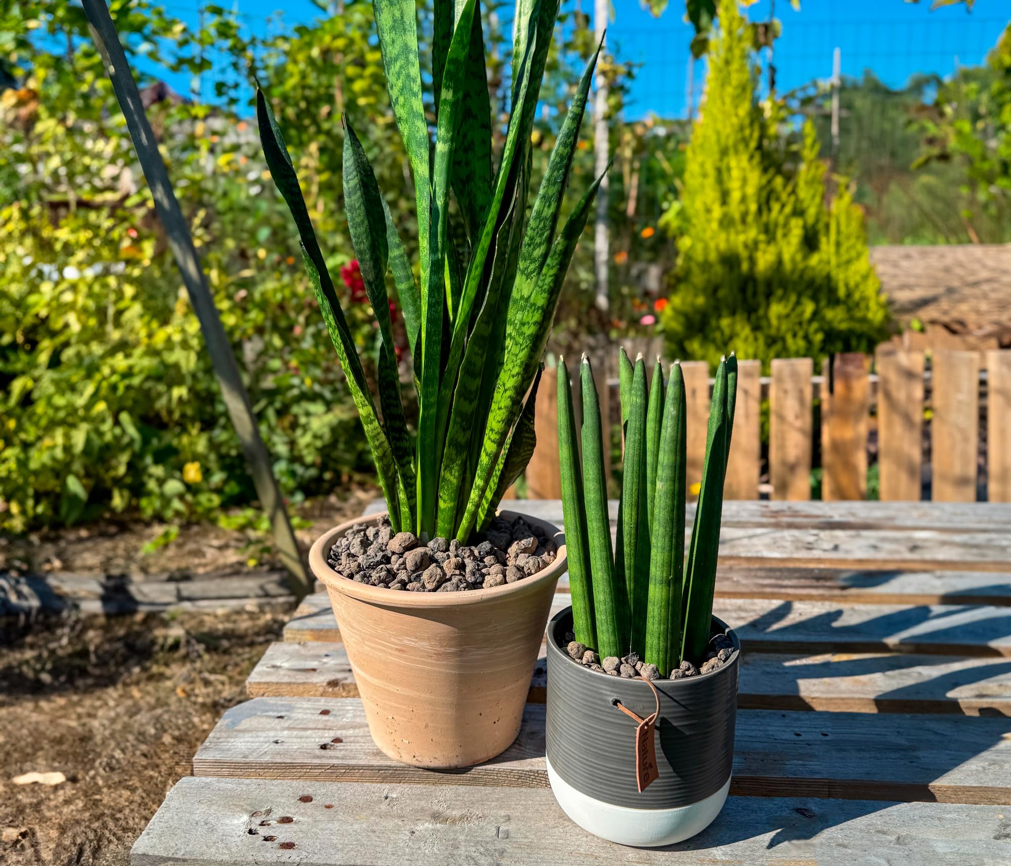 CULTIVERS Arlita Argile Expansée 20L. Boules de substrat pour Le Drainage des Pots, Jardins et Cultures hydroponiques. Empêche l'engorgement et la pourriture des Racines.