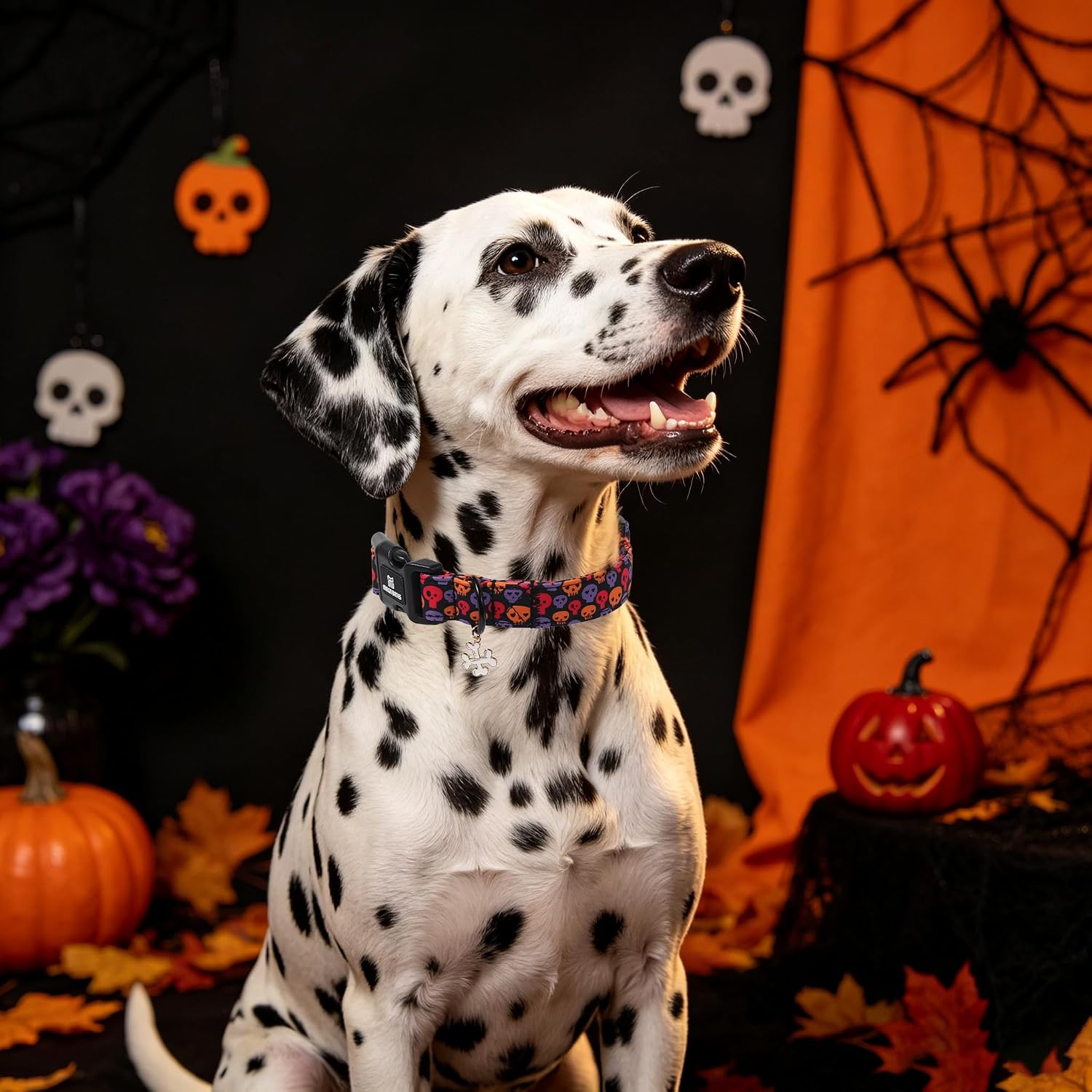 Maca Bates Halloween Black Cute Skull Dog Collar for Medium Boy Girl Dogs image 3